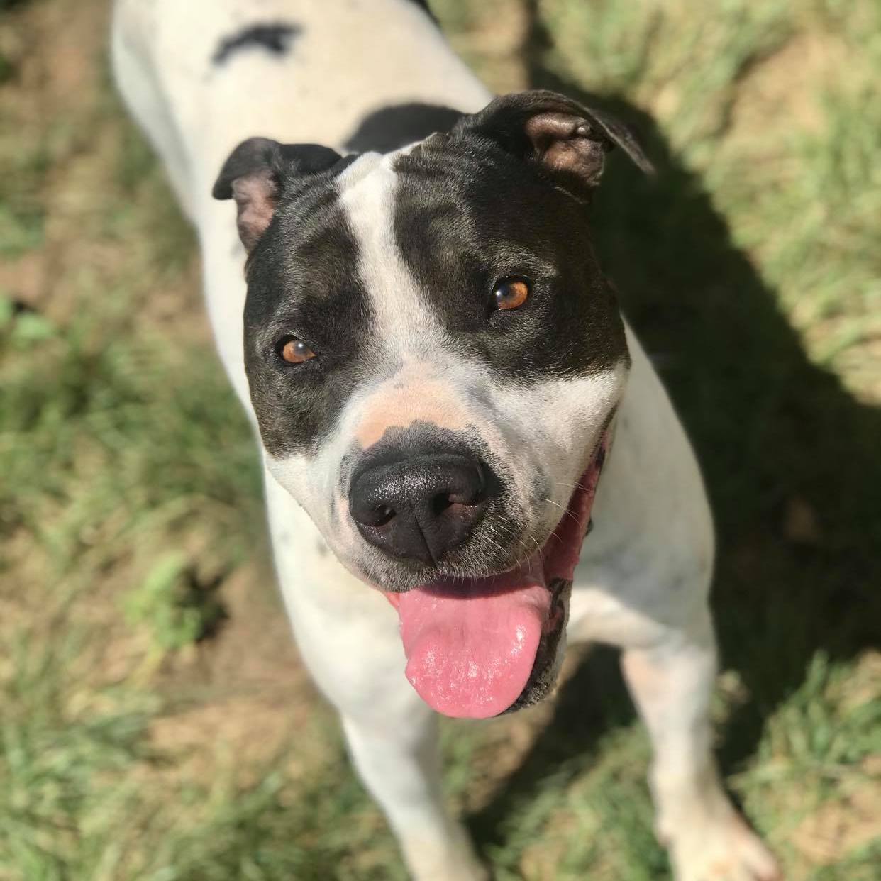 *Kow, a Adoptable mixed breed in Justin, TX image 2/3