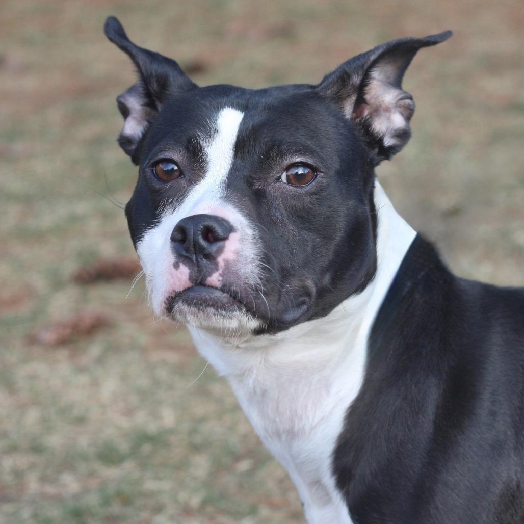 Enlarge Button, a Adoptable Mixed Breed in Allentown, PA image 2/6