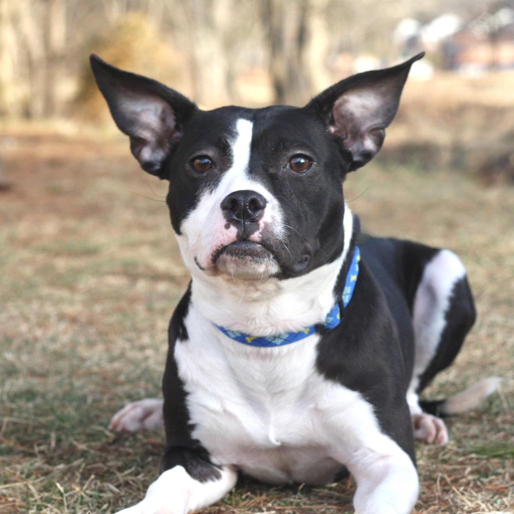 Enlarge Button, a Adoptable Mixed Breed in Allentown, PA image 5/6
