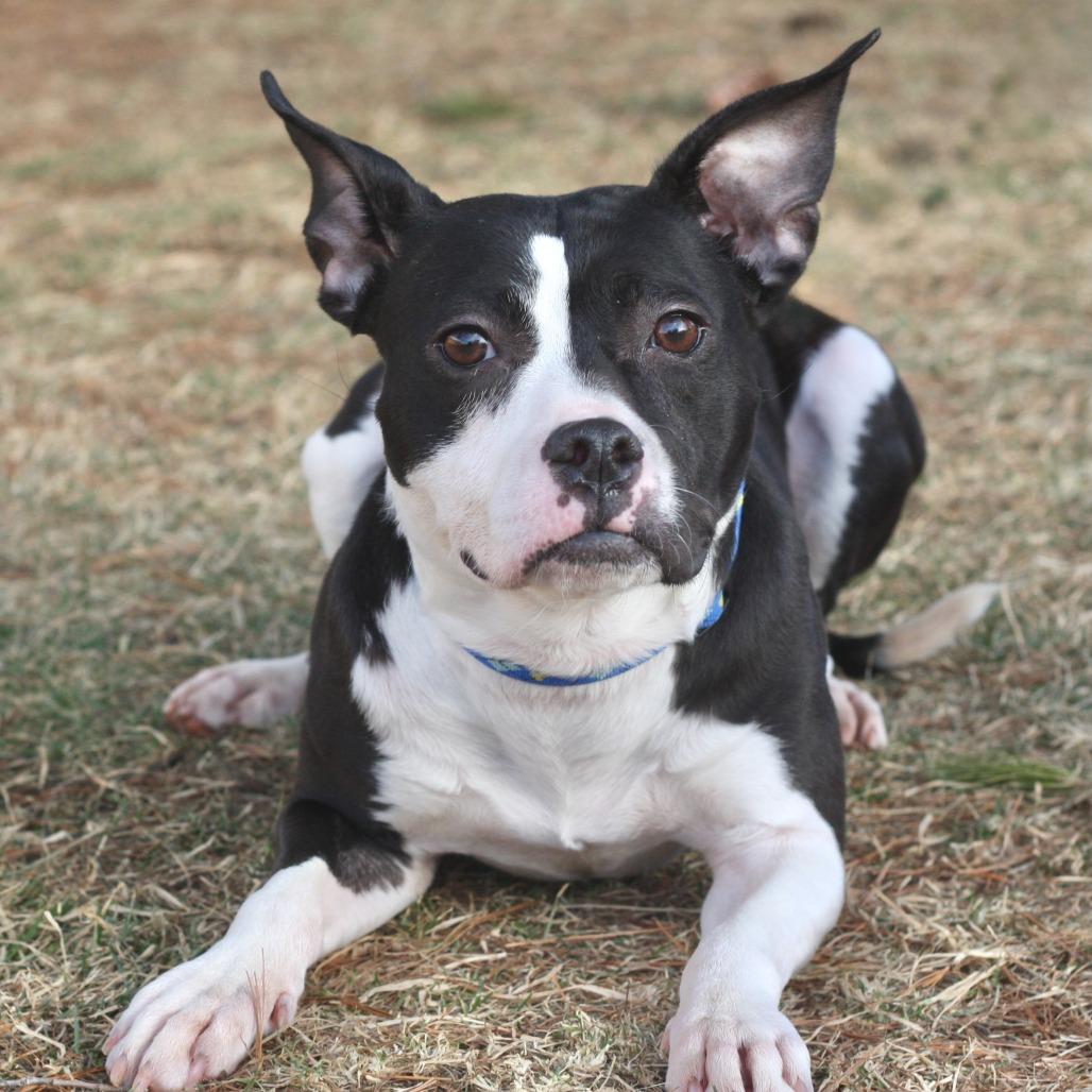 Enlarge Button, a Adoptable Mixed Breed in Allentown, PA image 6/6