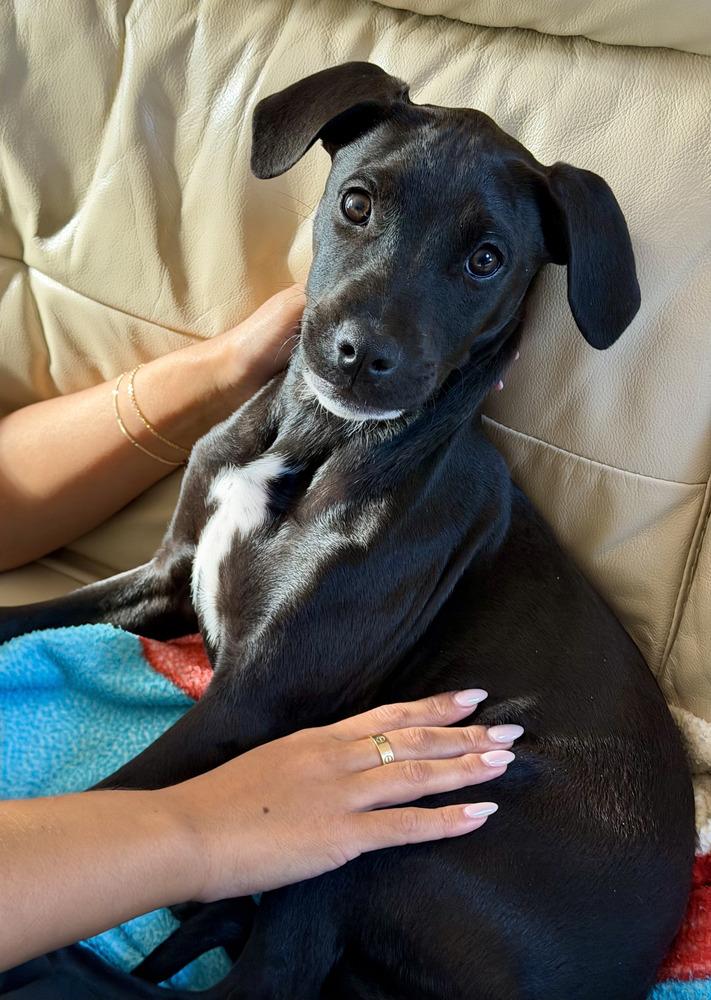 Skye, Adoptable, Puppy Female Pit Bull Terrier & Hound.