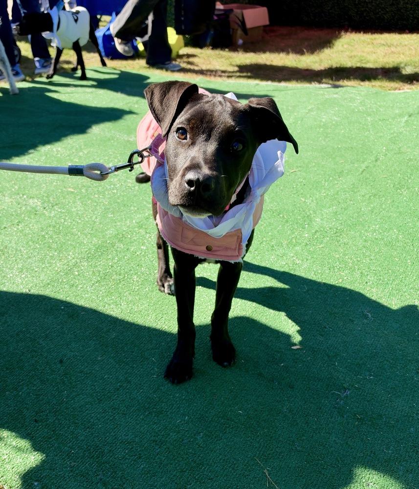 Enlarge Skye, a Adoptable mixed breed in Greenlawn, NY image 2/6