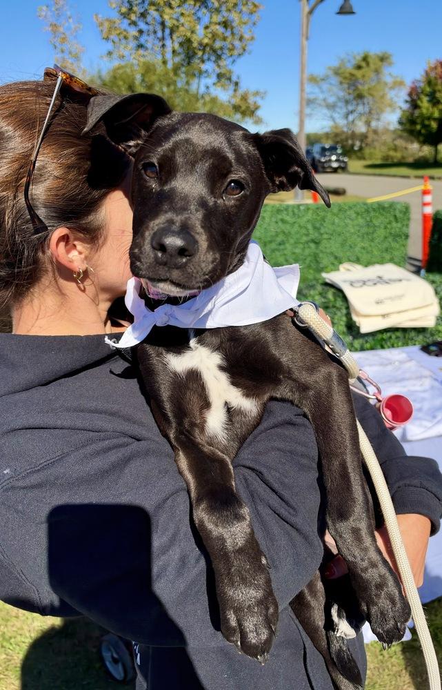 Enlarge Skye, a Adoptable mixed breed in Greenlawn, NY image 3/6