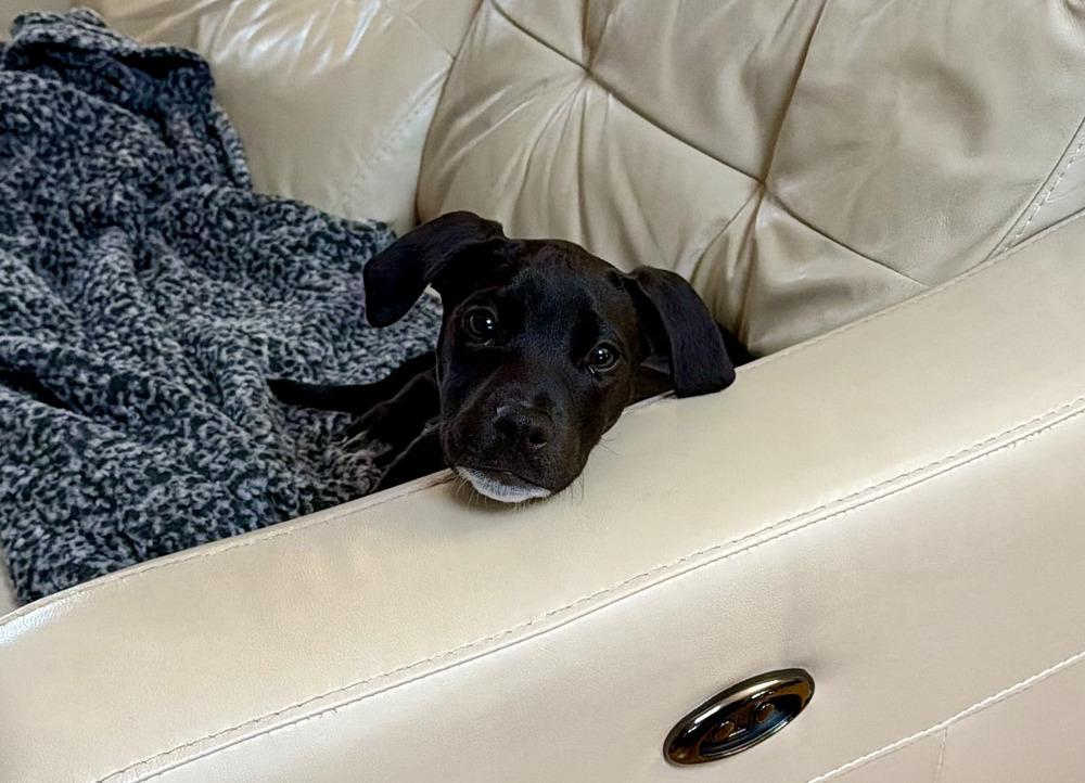 Enlarge Skye, a Adoptable mixed breed in Greenlawn, NY image 5/6