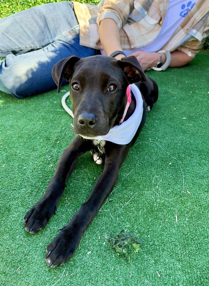 Enlarge Skye, a Adoptable mixed breed in Greenlawn, NY image 6/6