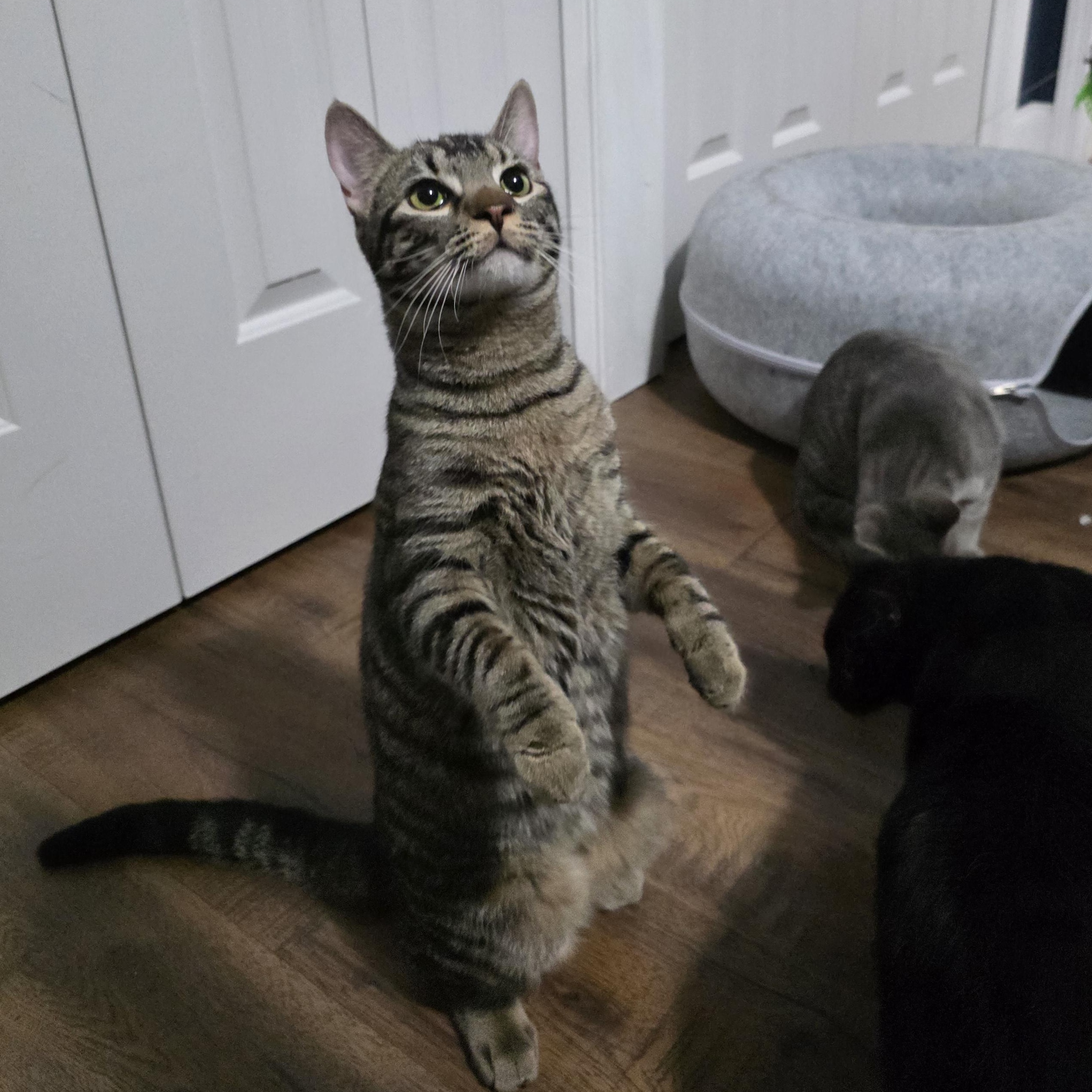 Enlarge Squiggy , a ADOPTABLE Tabby in Manchester, CT image 1/6