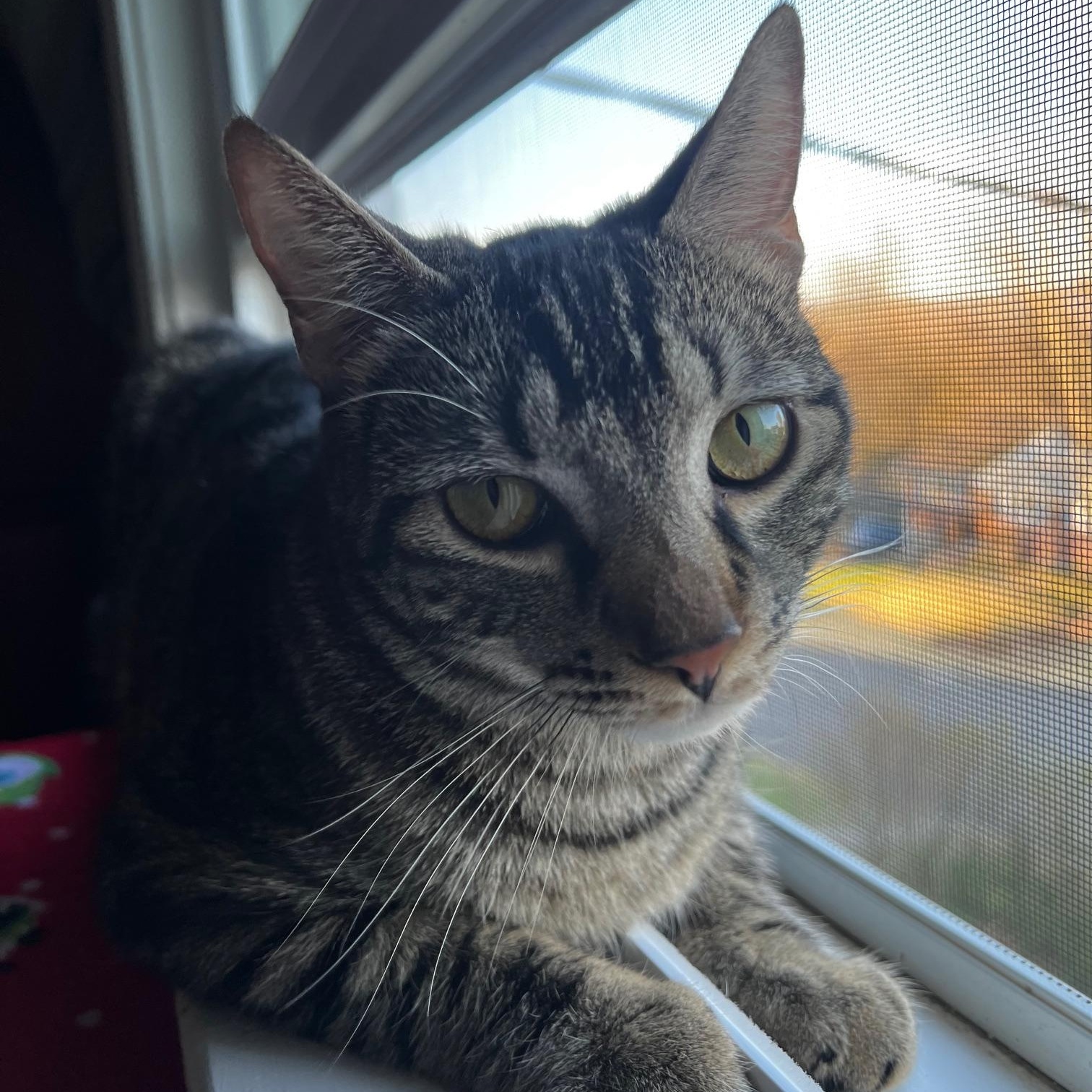 Enlarge Squiggy , a ADOPTABLE Tabby in Manchester, CT image 4/6