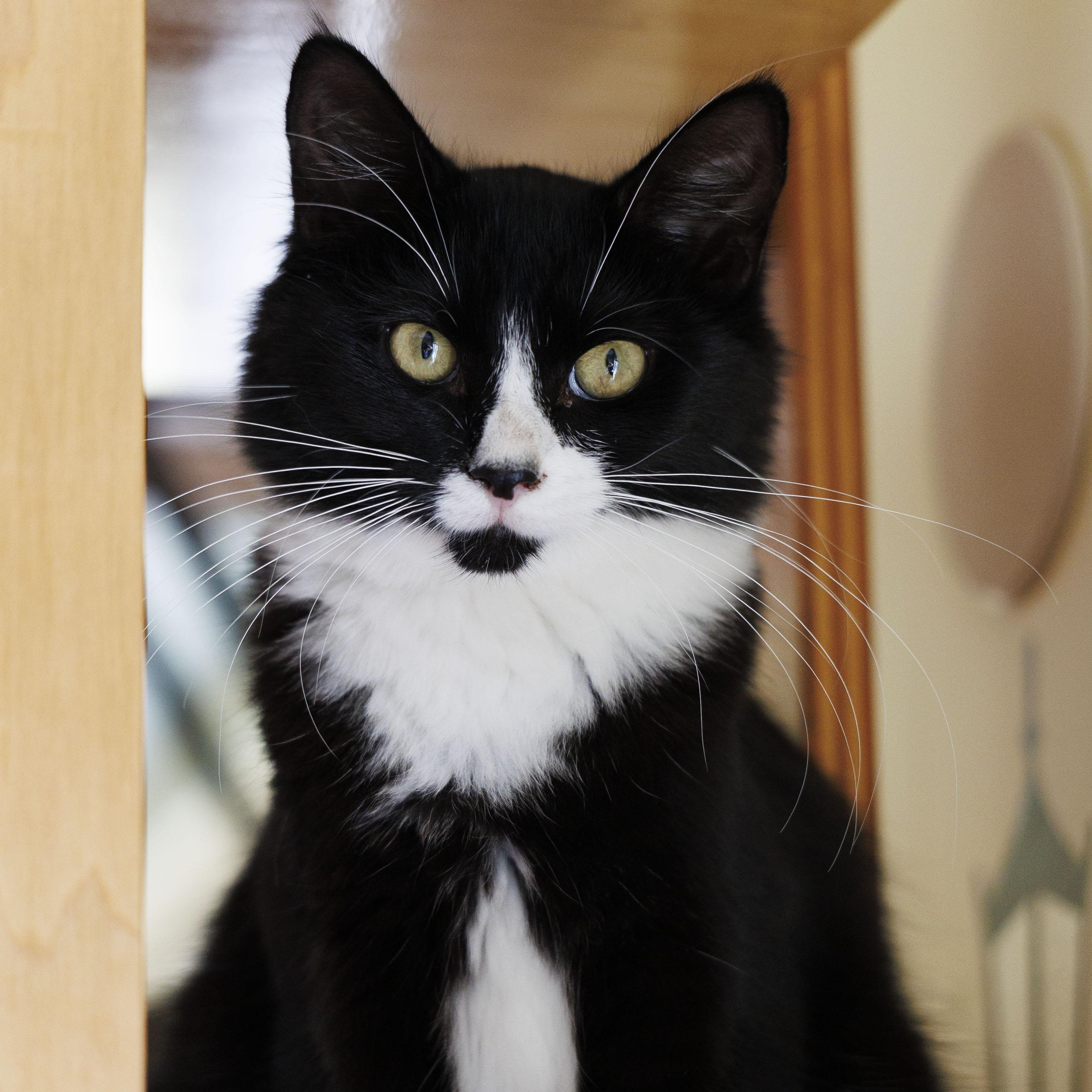 SQUEAKY, a Adoptable Domestic Medium Hair in Mount Rainier, MD image 2/5