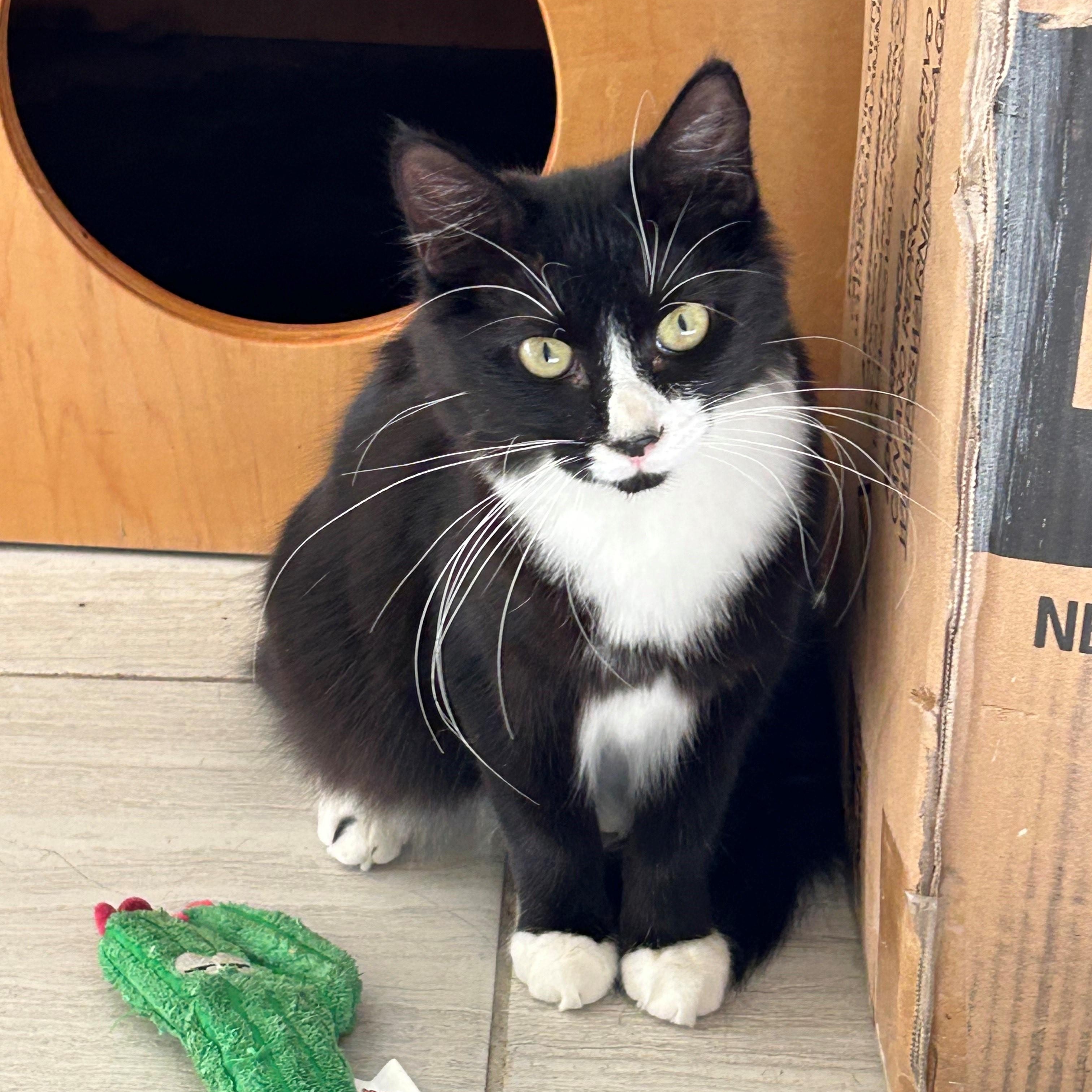 SQUEAKY, a Adoptable Domestic Medium Hair in Mount Rainier, MD image 3/5