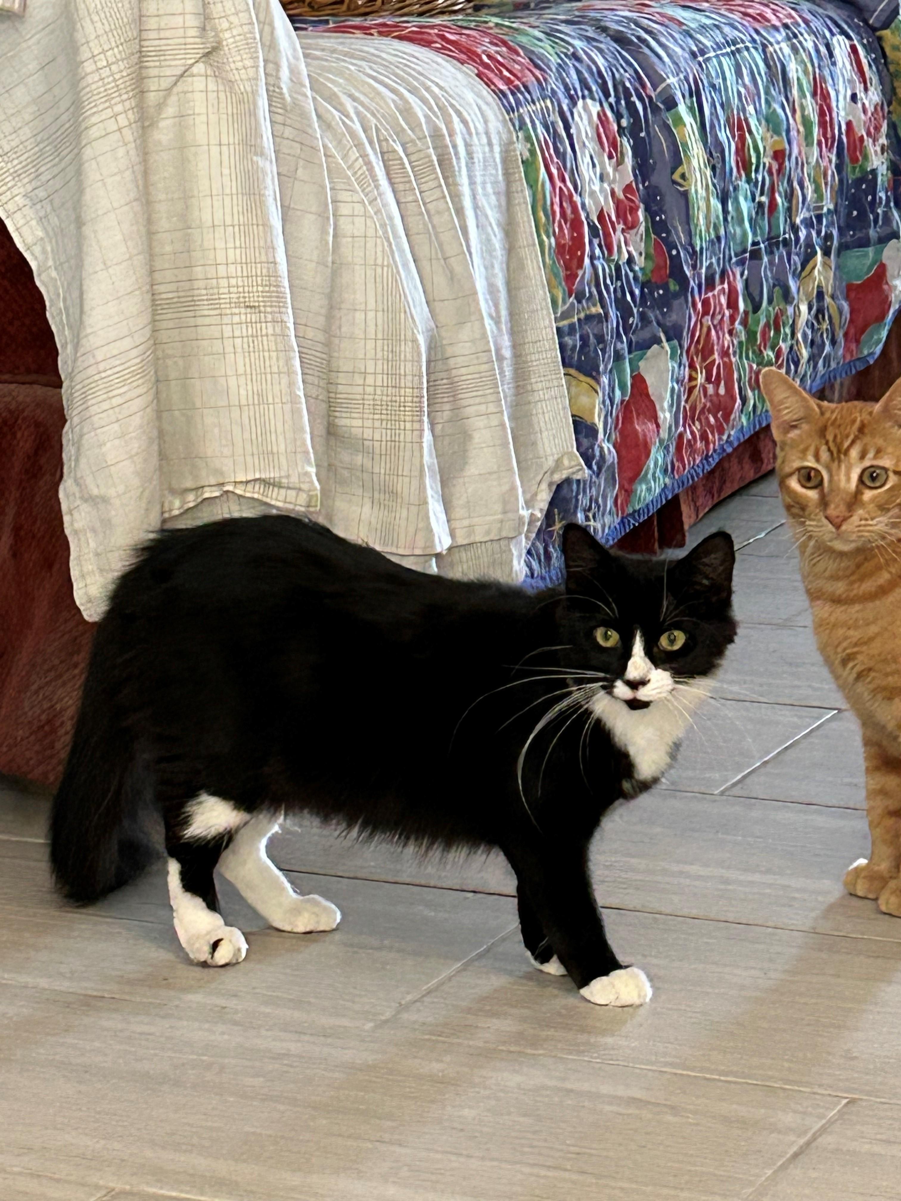 SQUEAKY, a Adoptable Domestic Medium Hair in Mount Rainier, MD image 4/5