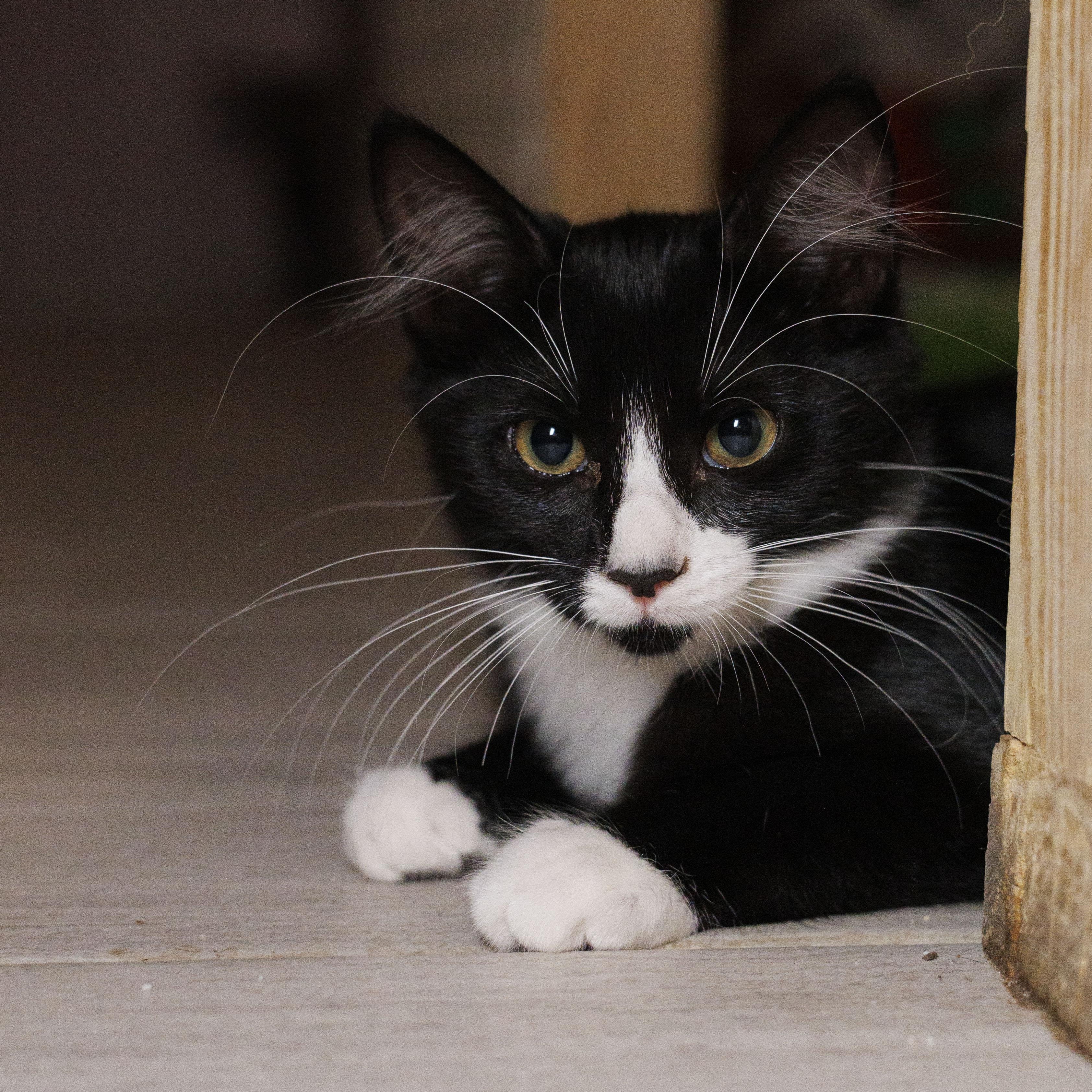 SQUEAKY, Baby Female unknown