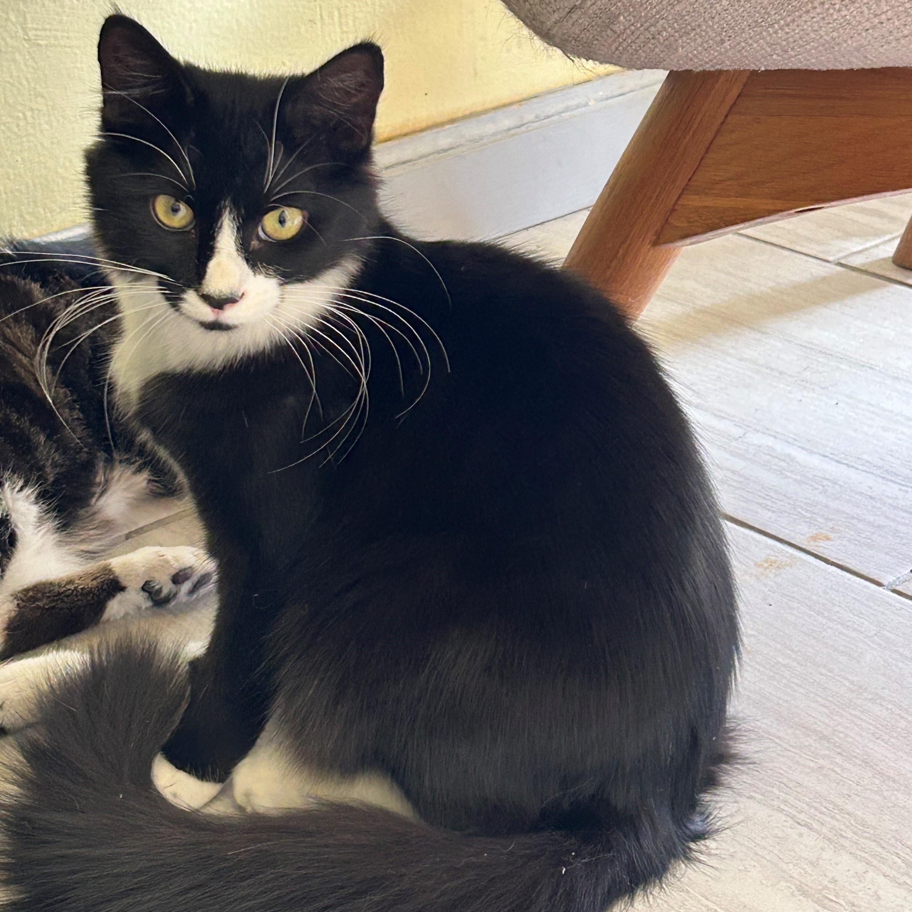 SQUEAKY, Adoptable, Kitten Female Domestic Medium Hair.