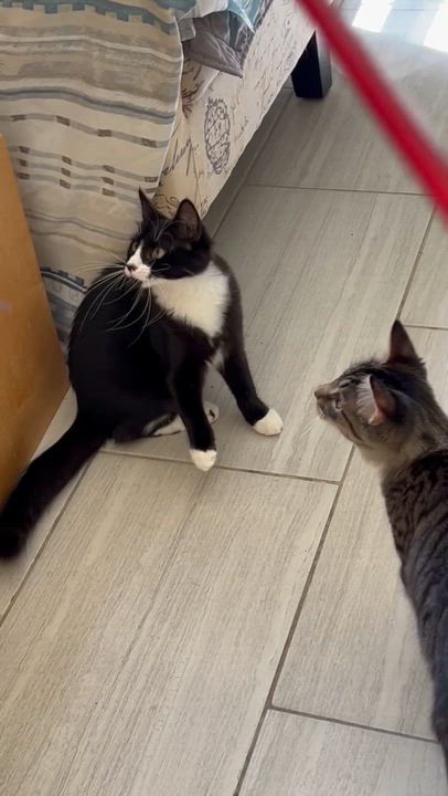 Enlarge SQUEAKY, a Adoptable Domestic Medium Hair in Mount Rainier, MD video 5/5