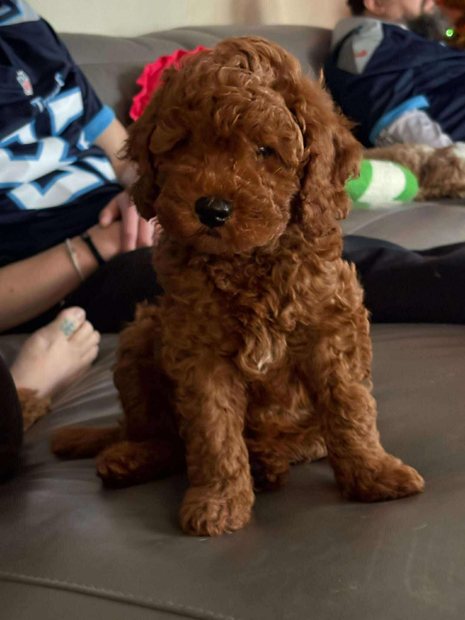 Rolo, ADOPTABLE, Young Male Goldendoodle.