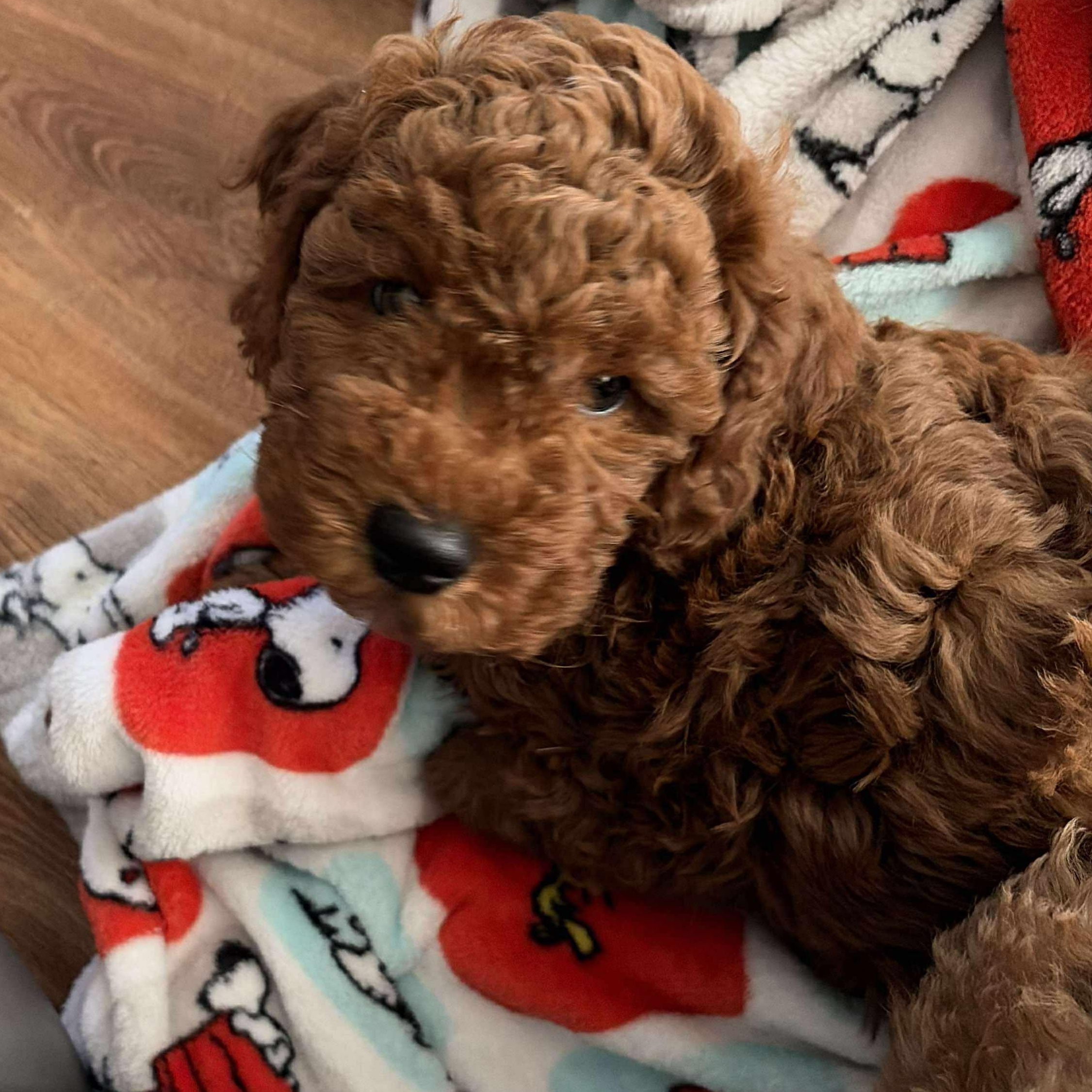 Enlarge Rolo, a ADOPTABLE mixed breed in hilton, NY image 2/4