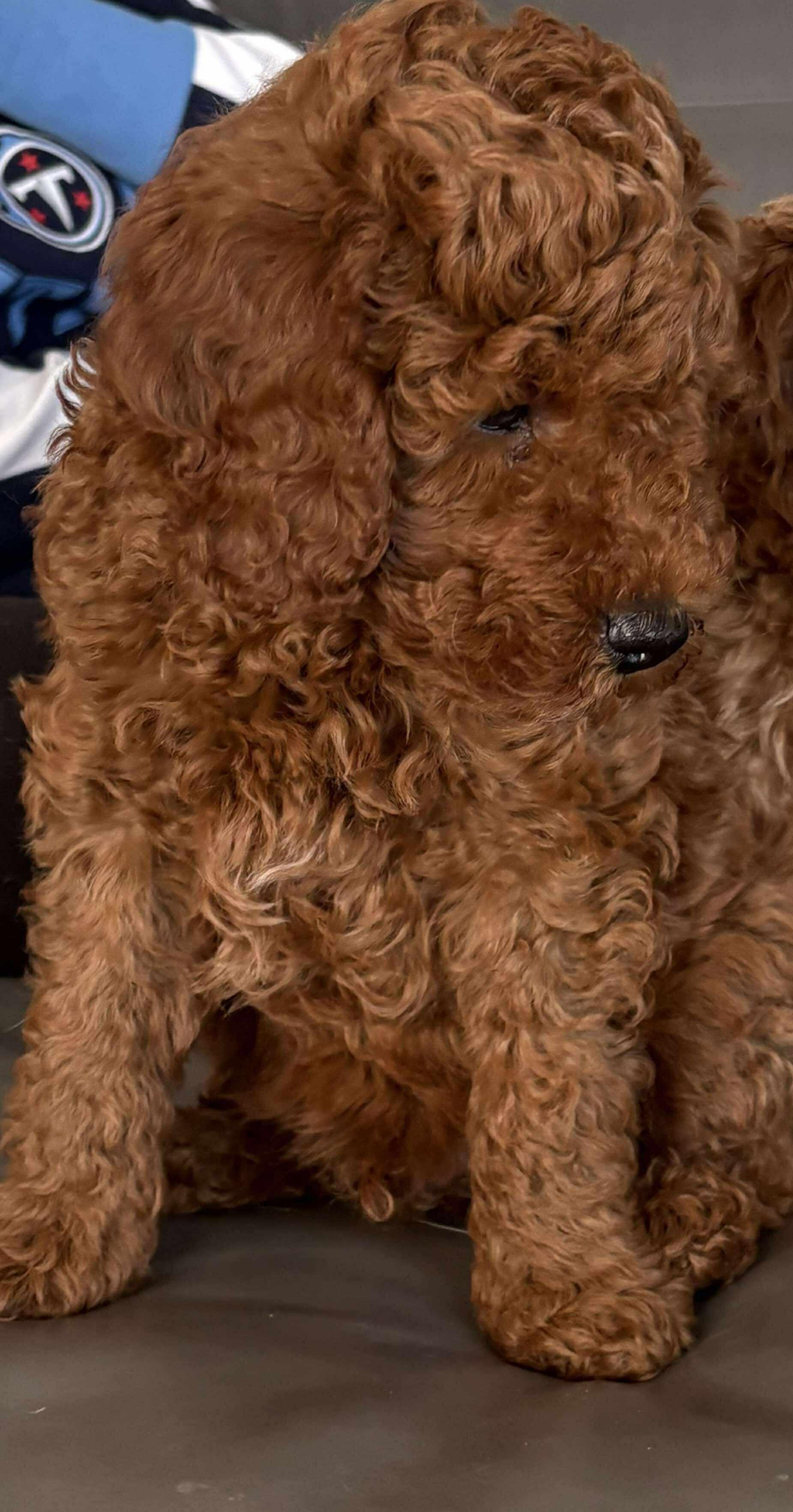 Enlarge Rolo, a ADOPTABLE mixed breed in hilton, NY image 3/4