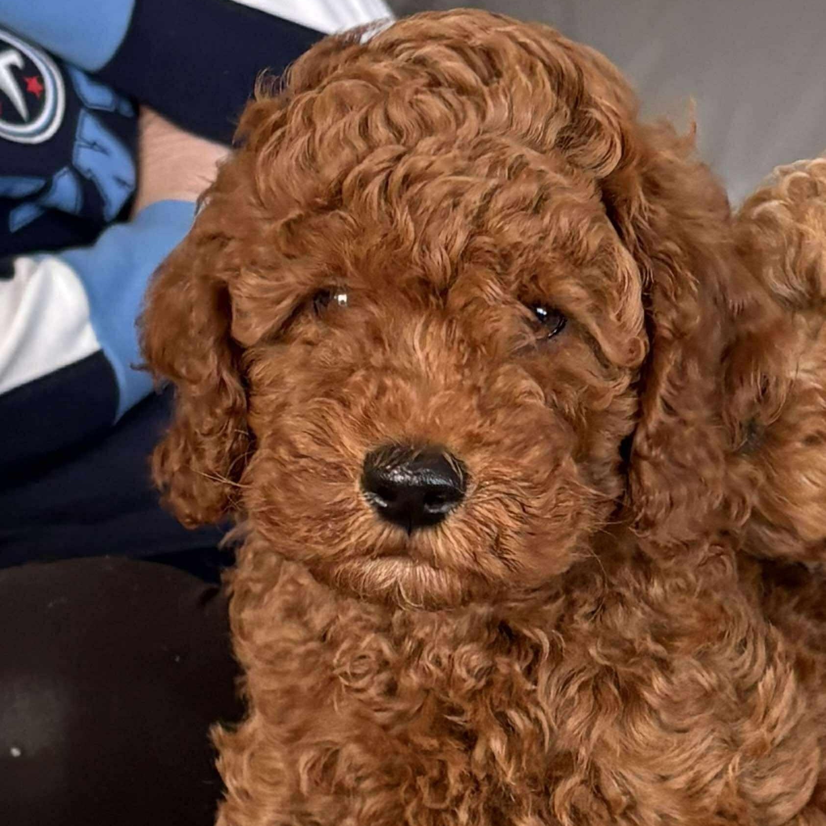 Enlarge Rolo, a ADOPTABLE mixed breed in hilton, NY image 4/4