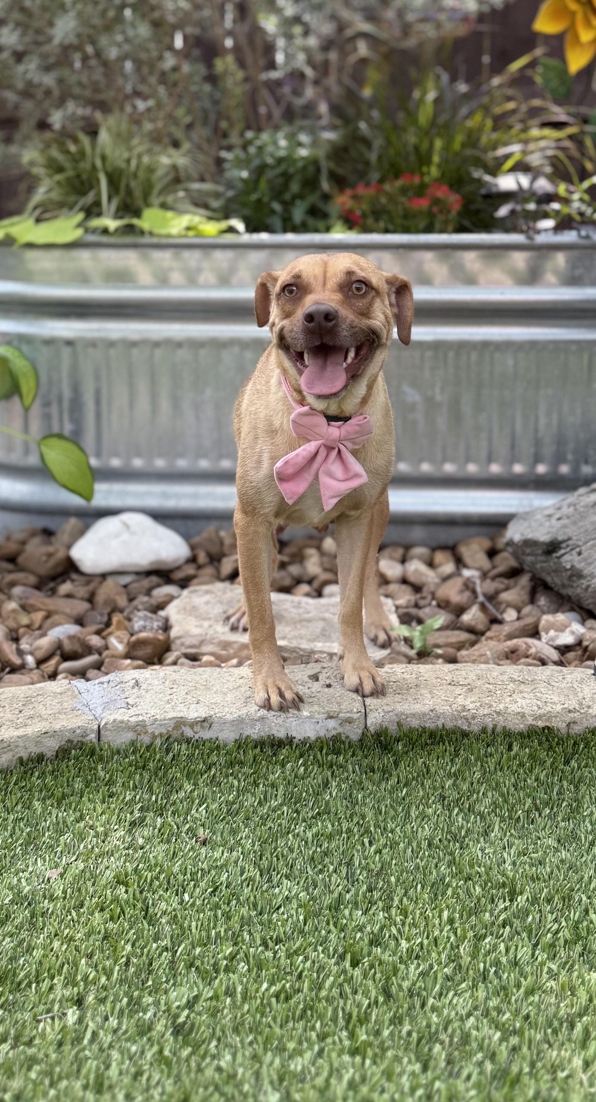 Goldie, a Adoptable mixed breed in San Antonio, TX image 4/5