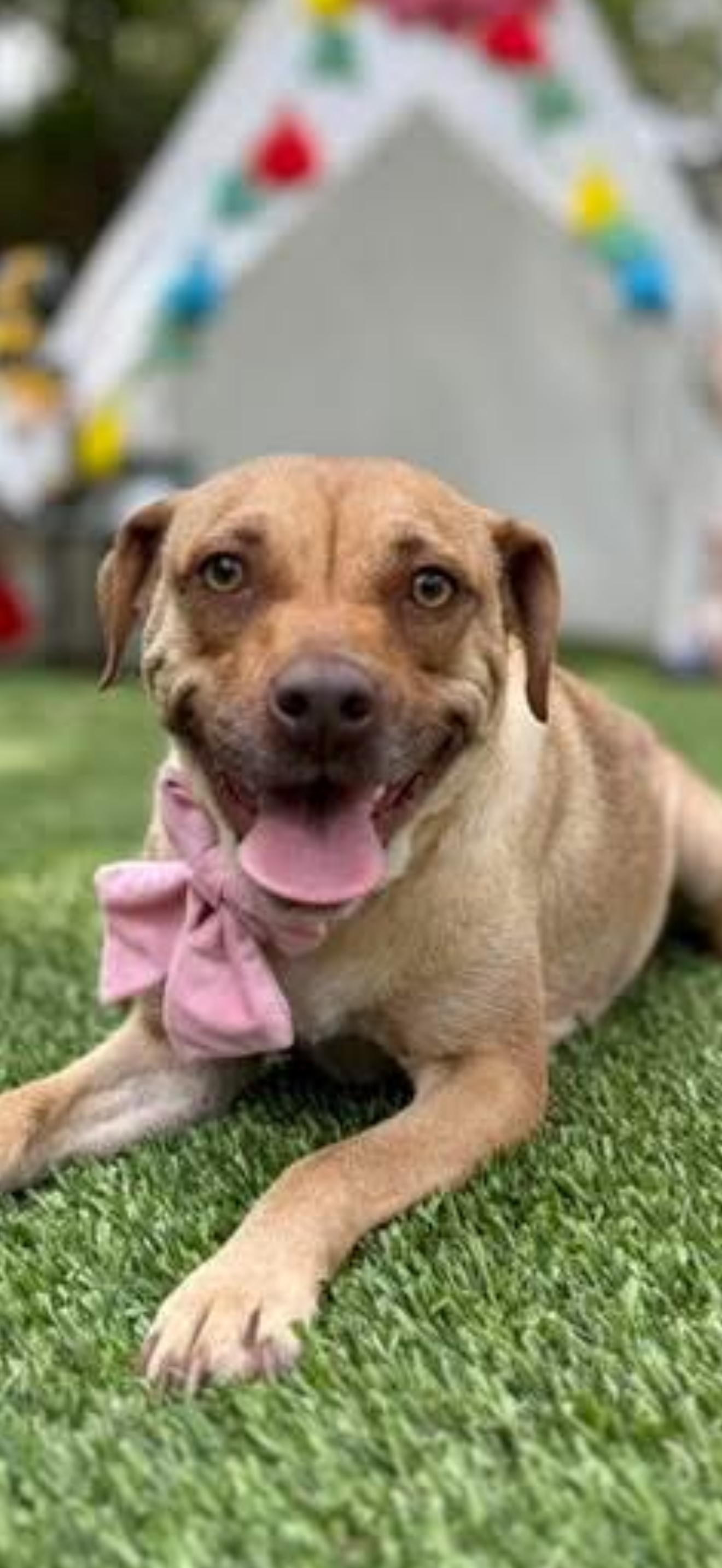 Goldie, Adoptable, Adult Female Labrador Retriever & Terrier.