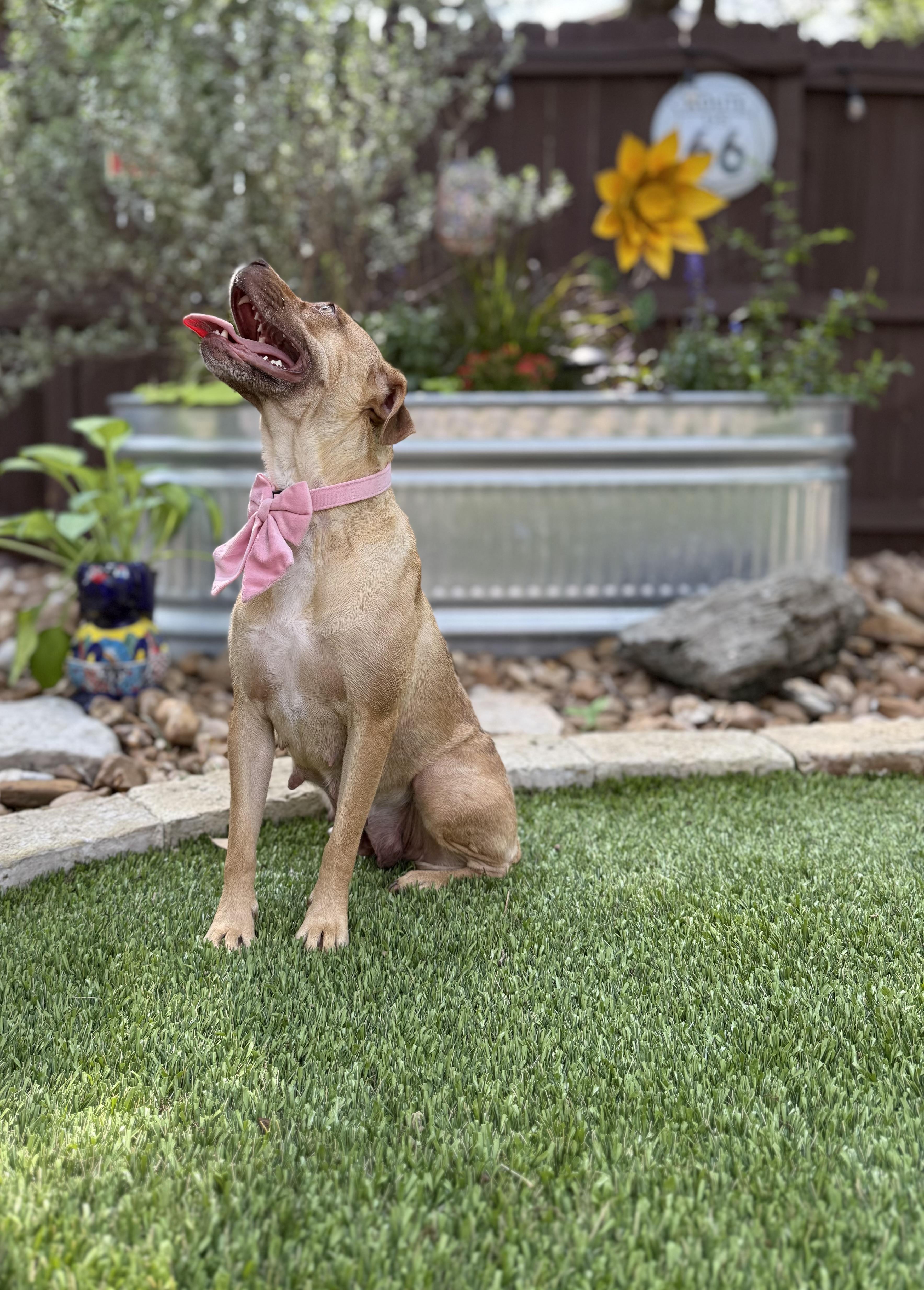Goldie, a Adoptable mixed breed in San Antonio, TX image 3/5
