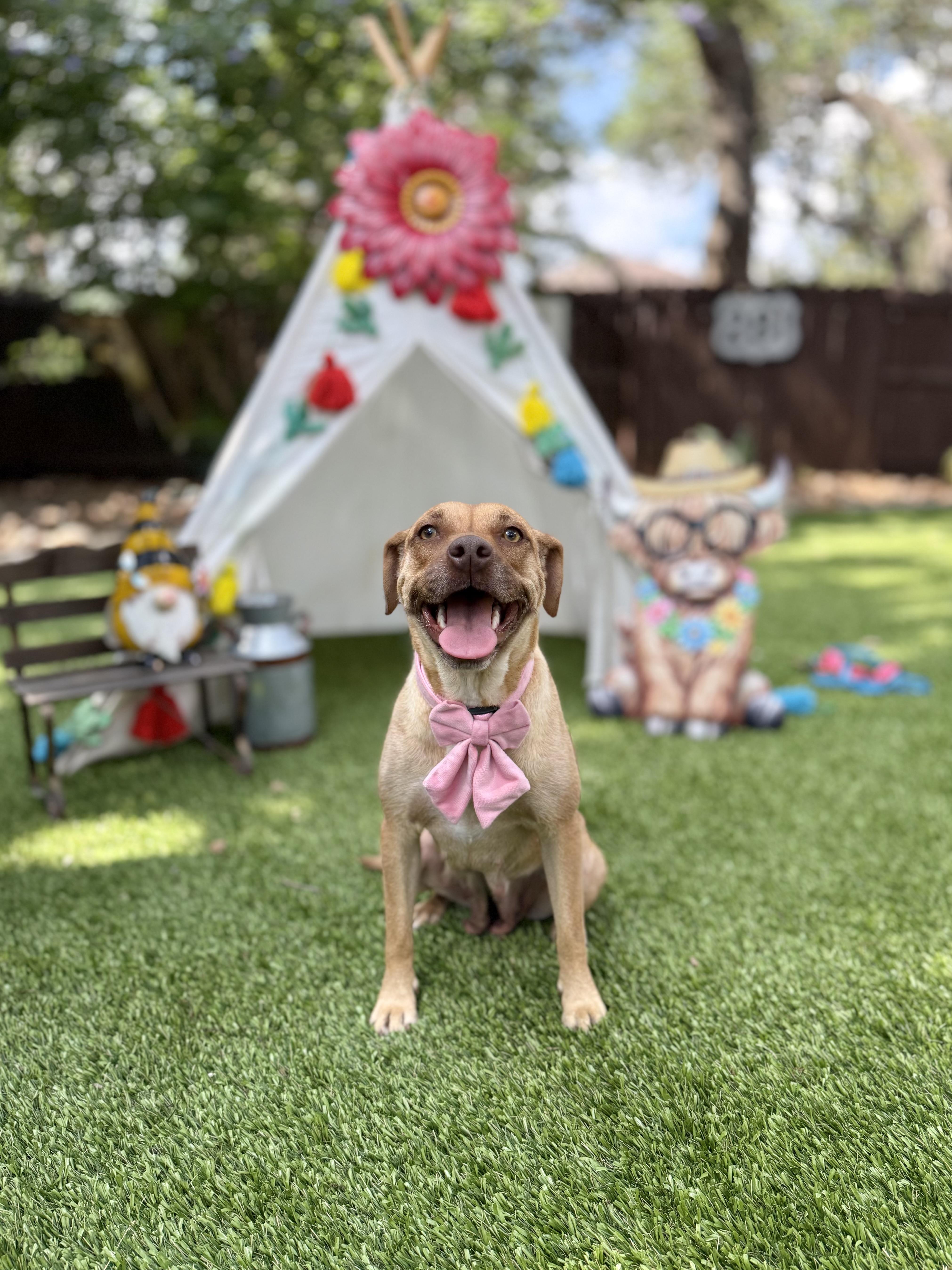 Goldie, a Adoptable mixed breed in San Antonio, TX image 2/5
