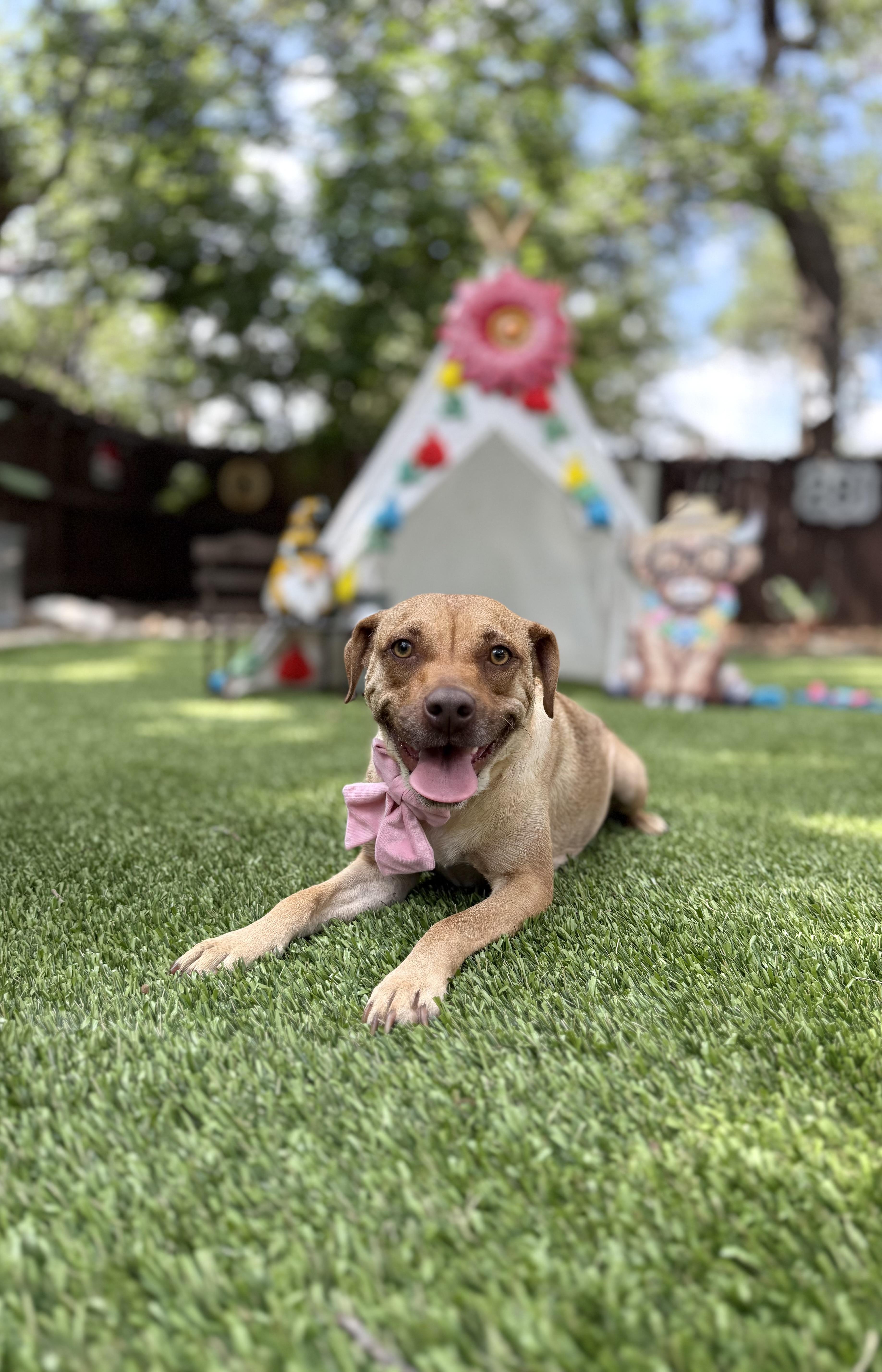 Goldie, a Adoptable mixed breed in San Antonio, TX image 5/5