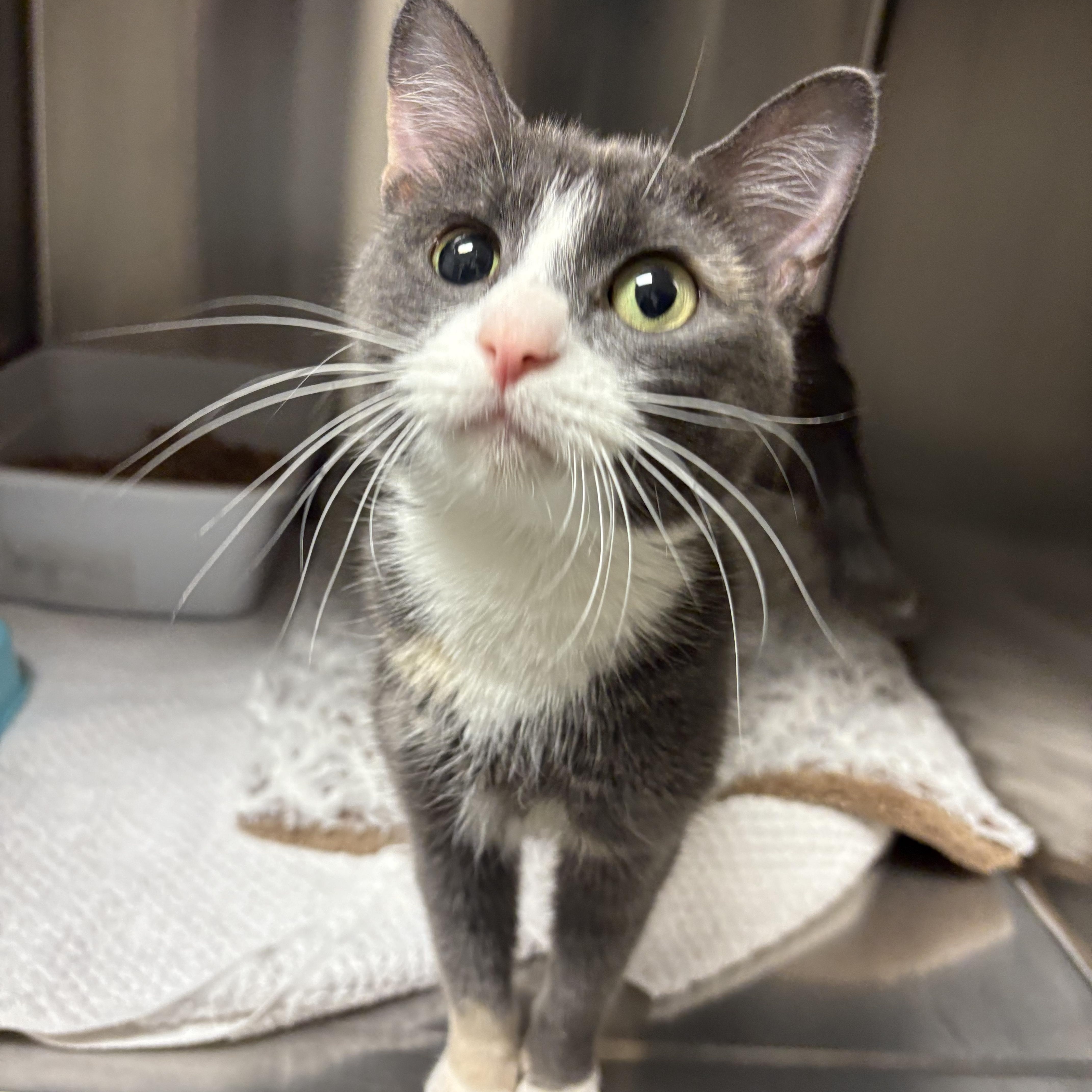 Gemini, ADOPTABLE, Adult Female Domestic Short Hair.