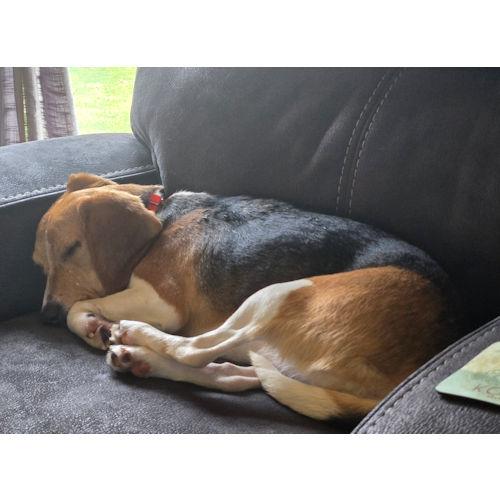Enlarge Shakira, a ADOPTABLE Beagle in Wadsworth, IL image 3/6