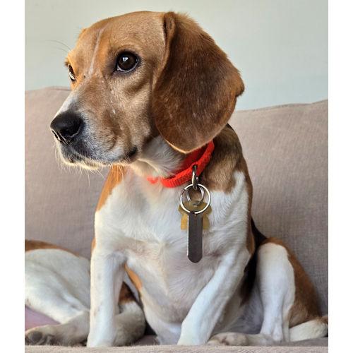 Enlarge Shakira, a ADOPTABLE Beagle in Wadsworth, IL image 2/6