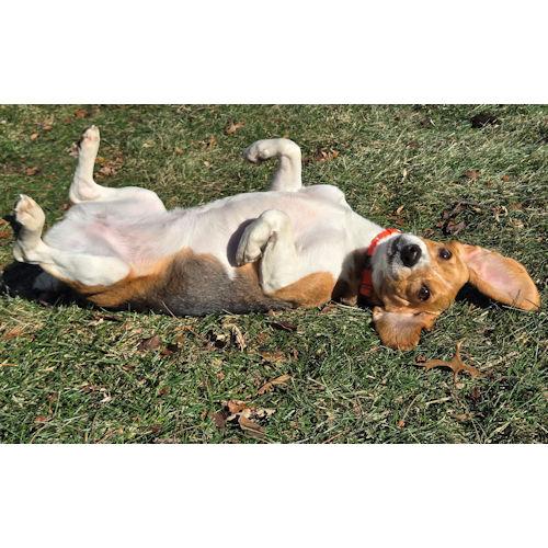 Enlarge Shakira, a ADOPTABLE Beagle in Wadsworth, IL image 4/6