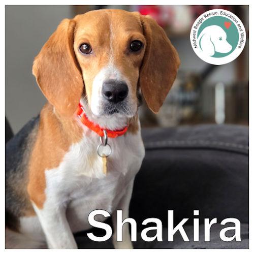 Shakira, ADOPTABLE, Young Female Beagle.