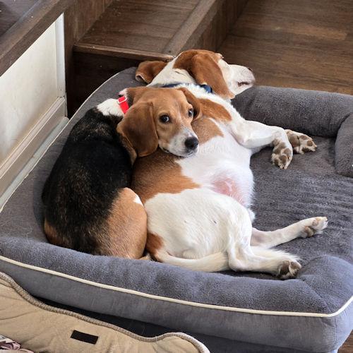 Enlarge Shakira, a ADOPTABLE Beagle in Wadsworth, IL image 5/6