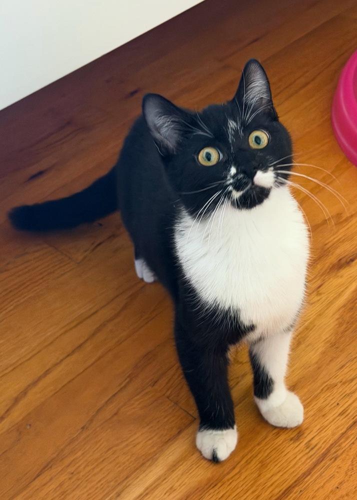 Sleigh, a Adoptable mixed breed in Silver Spring, MD image 1/4