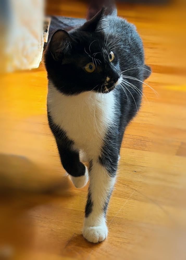 Sleigh, a Adoptable mixed breed in Silver Spring, MD image 2/4