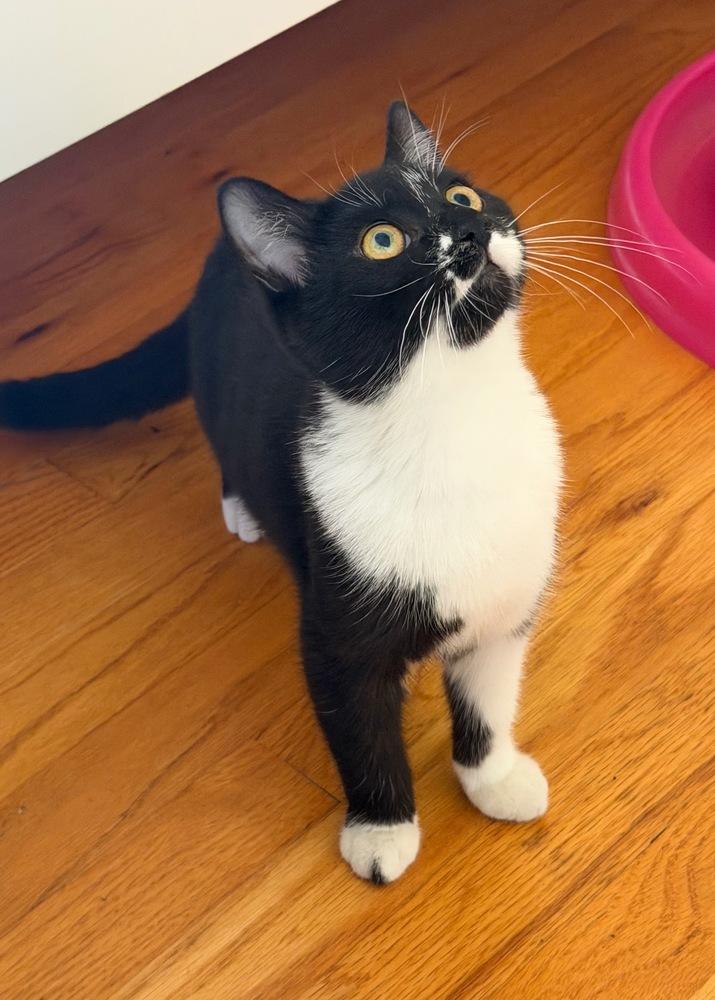 Sleigh, a Adoptable mixed breed in Silver Spring, MD image 3/4