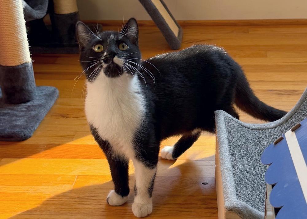 Sleigh, a Adoptable mixed breed in Silver Spring, MD image 4/4