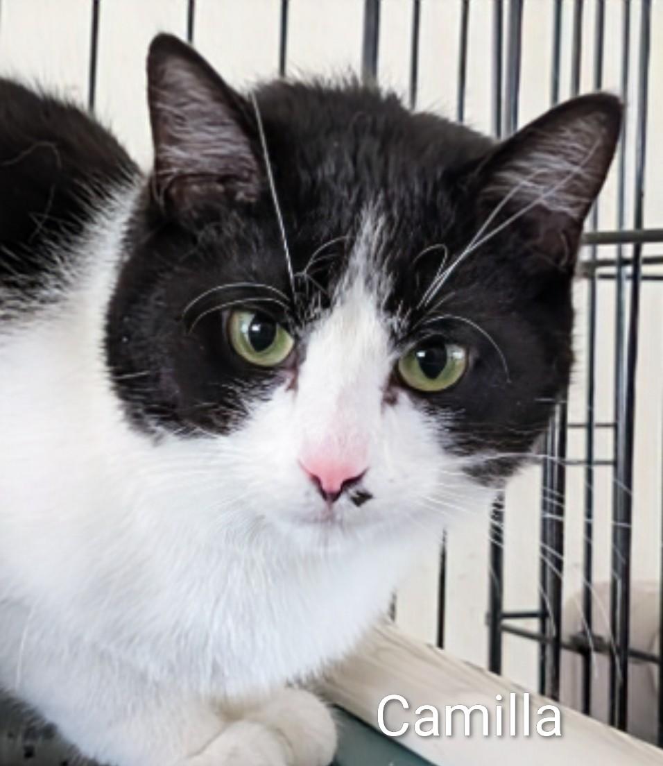 Camilla, ADOPTABLE, Adult Female Domestic Short Hair.