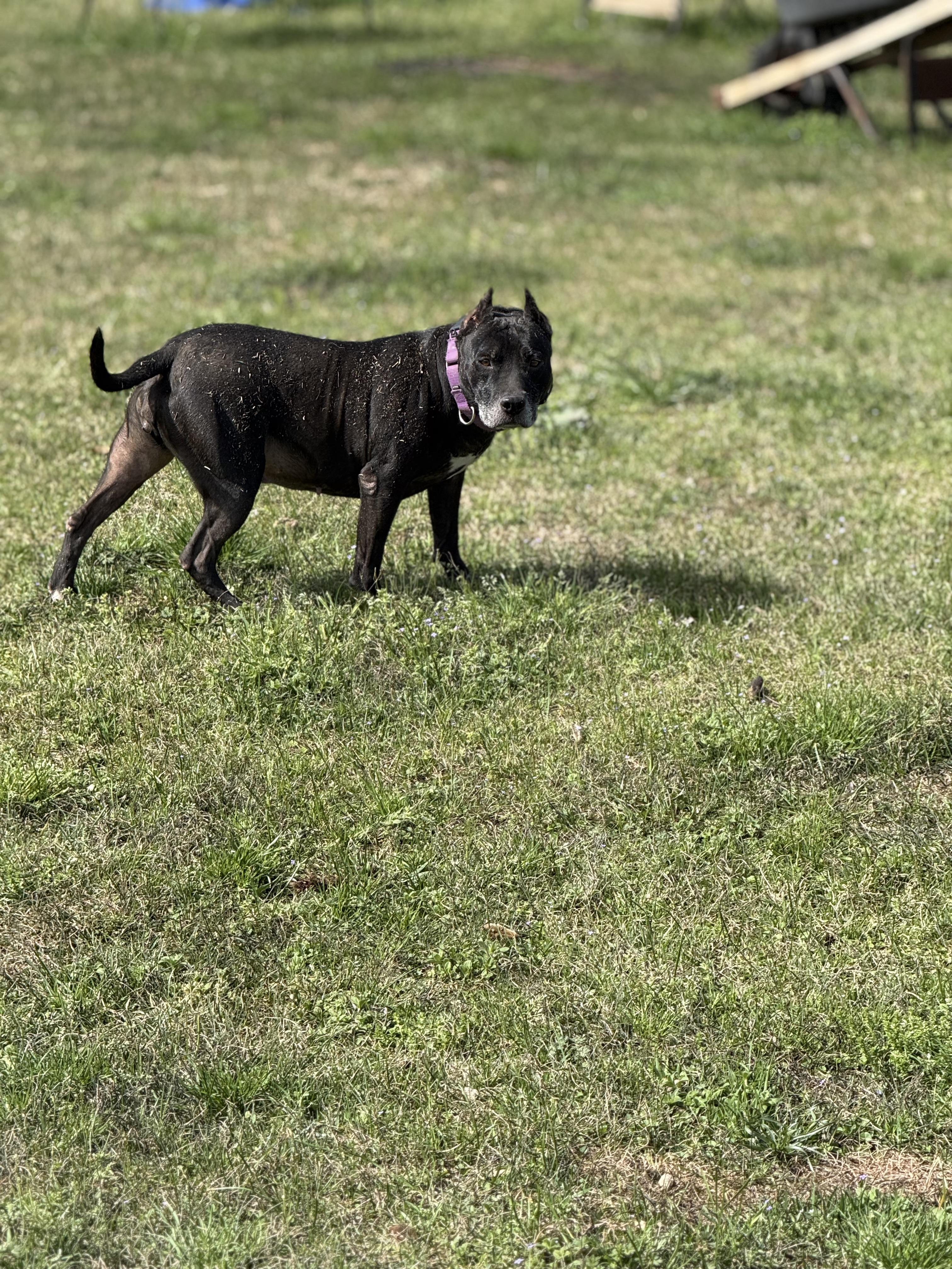 Enlarge Alahni, a Adoptable mixed breed in Mount Hermon, LA image 2/6