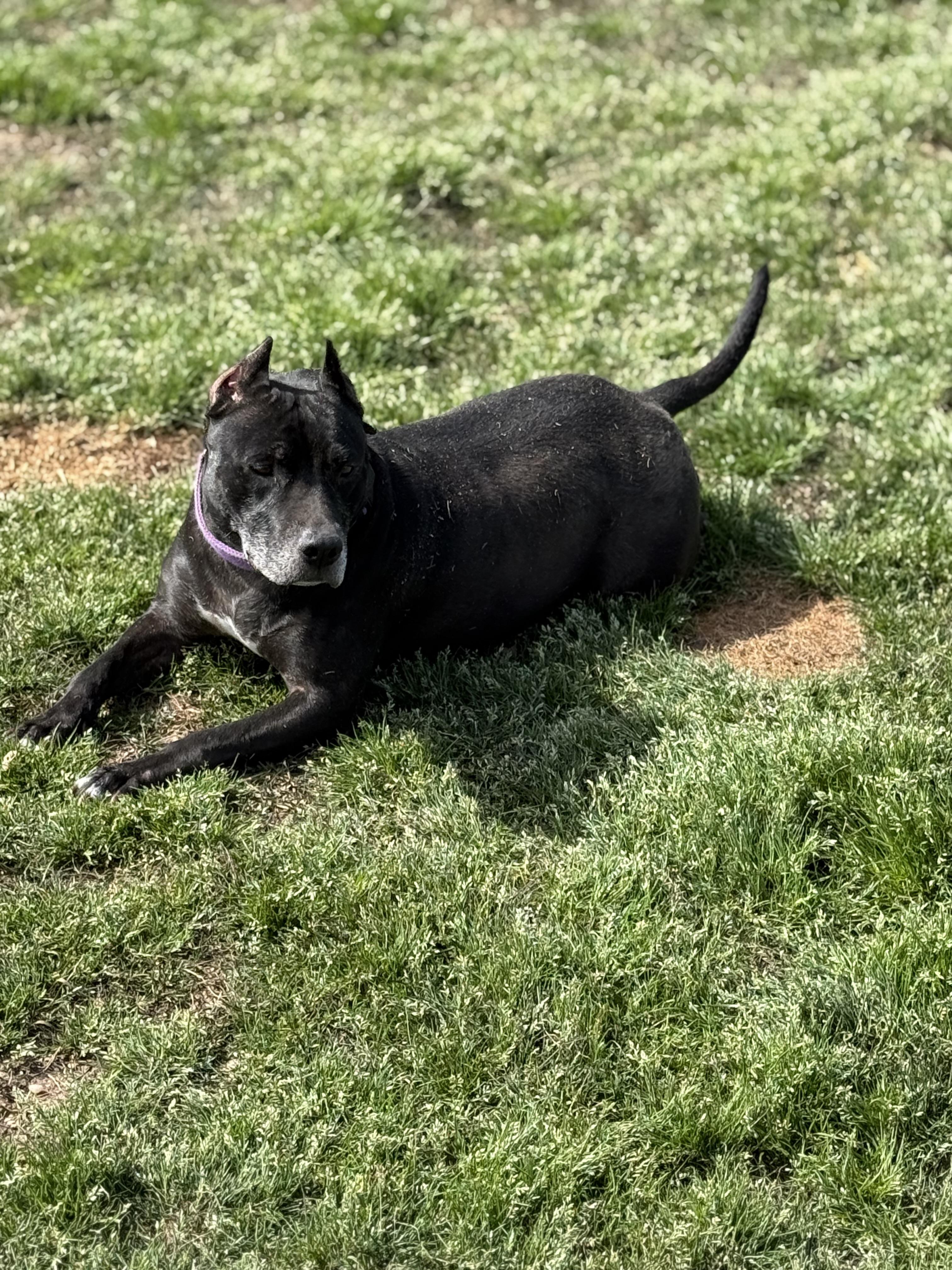 Enlarge Alahni, a Adoptable mixed breed in Mount Hermon, LA image 3/6