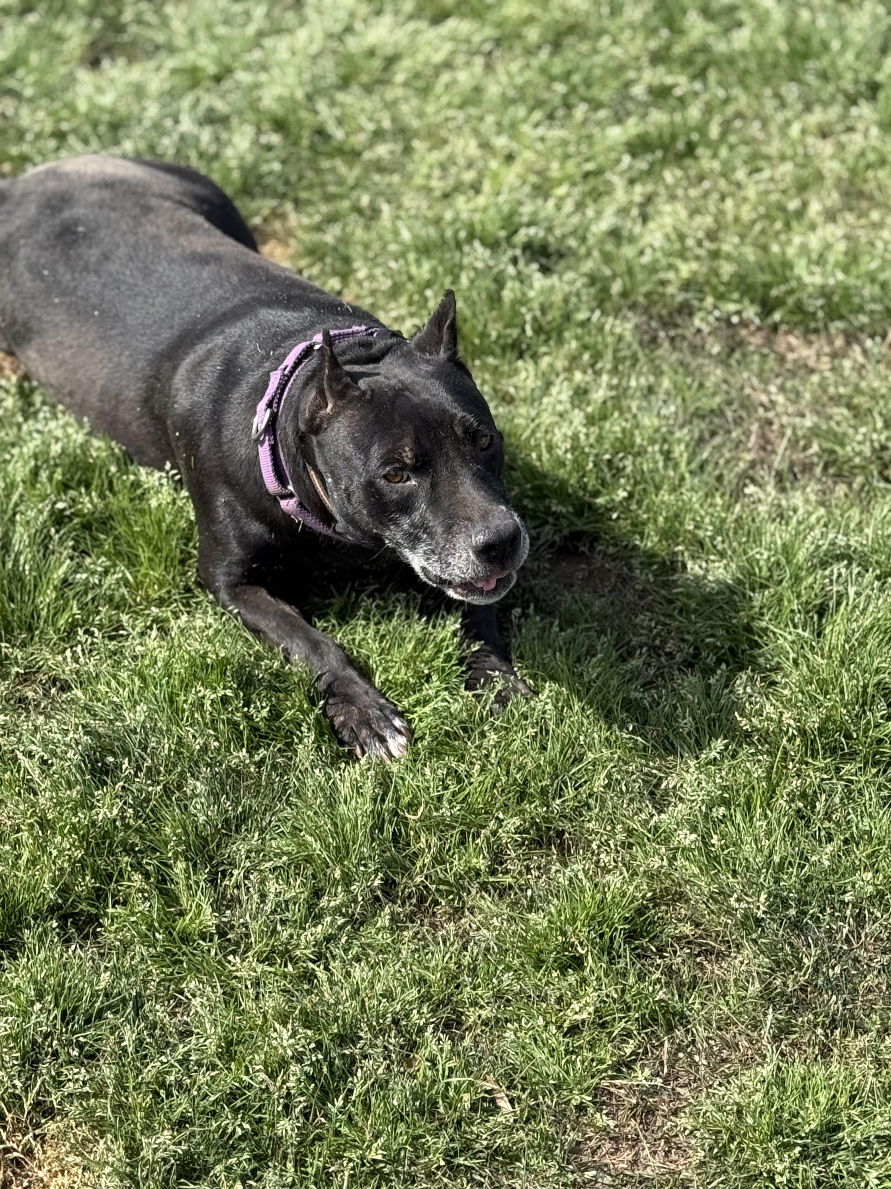 Enlarge Alahni, a Adoptable mixed breed in Mount Hermon, LA image 6/6