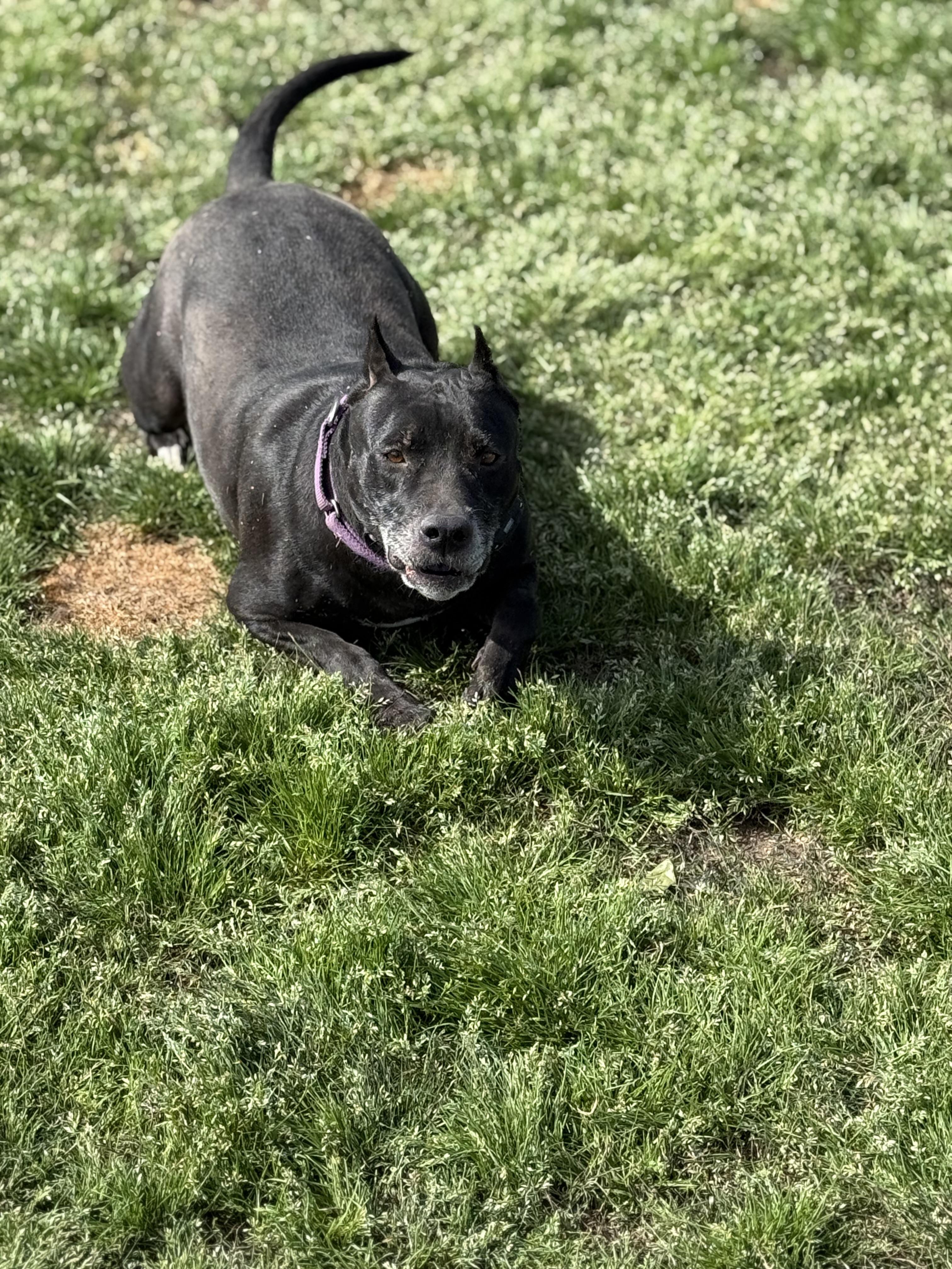 Enlarge Alahni, a Adoptable mixed breed in Mount Hermon, LA image 4/6