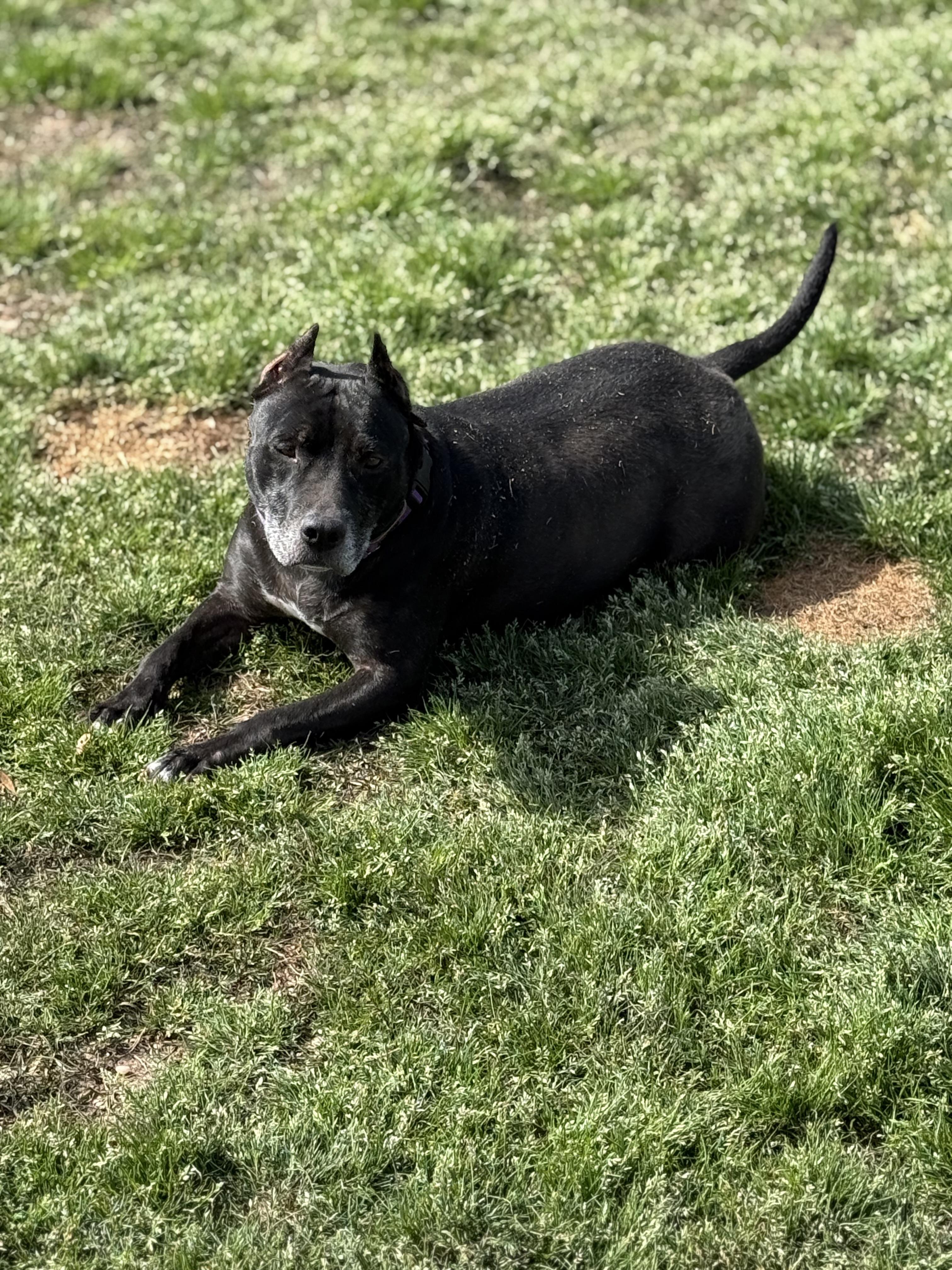 Enlarge Alahni, a Adoptable mixed breed in Mount Hermon, LA image 5/6