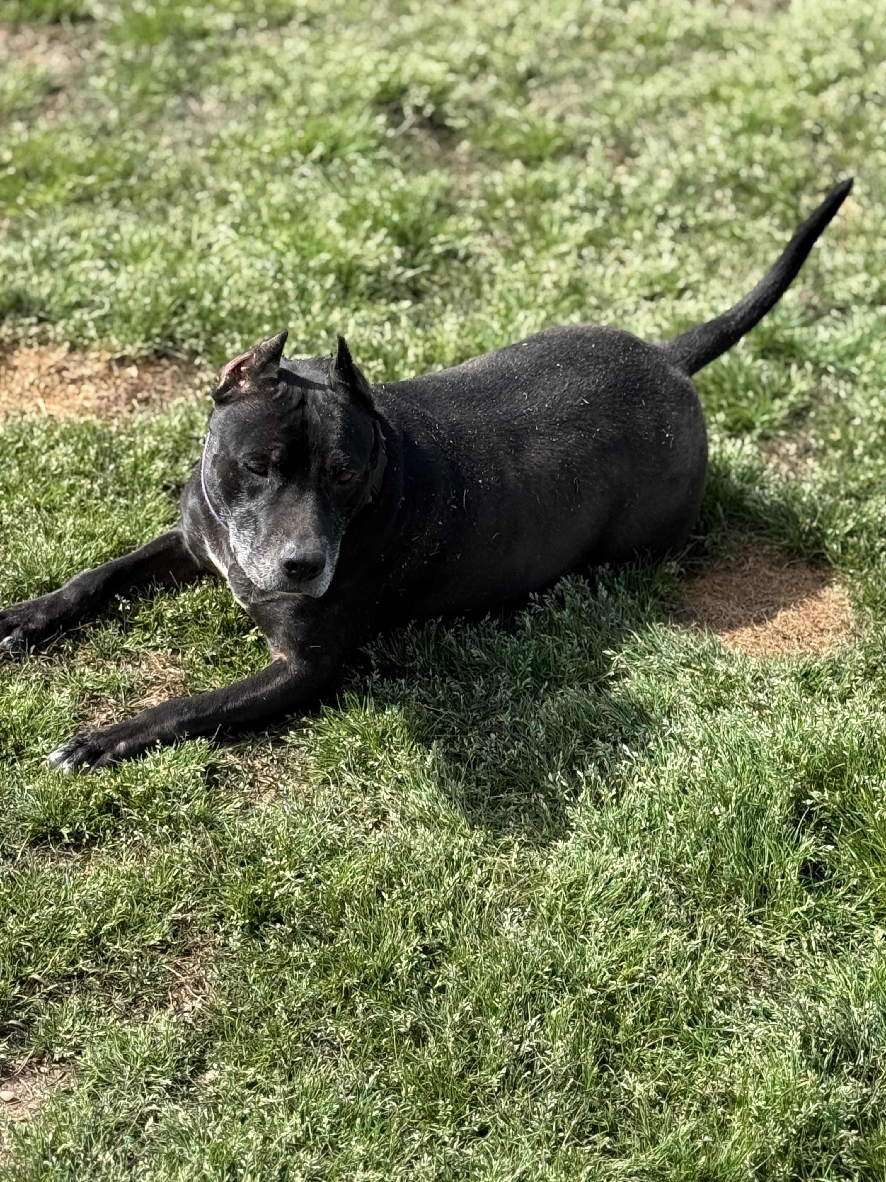 Alahni, Adoptable, Senior Female Pit Bull Terrier.