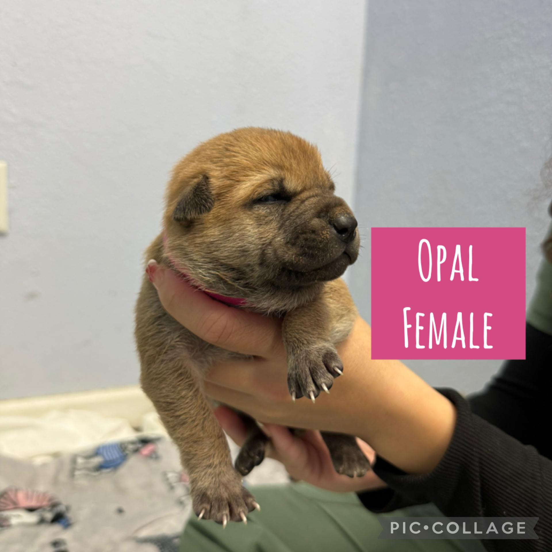 Meet the Gemstone Girls — Ready to go home mid-December!, an adoptable Mixed Breed in Houlton, ME, 04730 | Photo Image 3