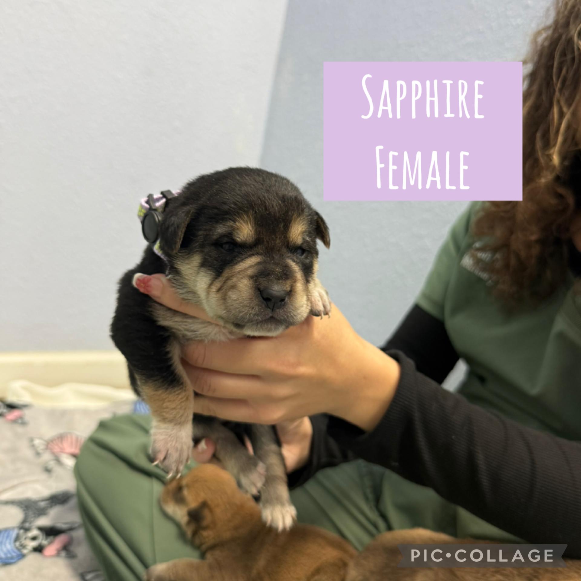 Meet the Gemstone Girls — Ready to go home mid-December!, an adoptable Mixed Breed in Houlton, ME, 04730 | Photo Image 4