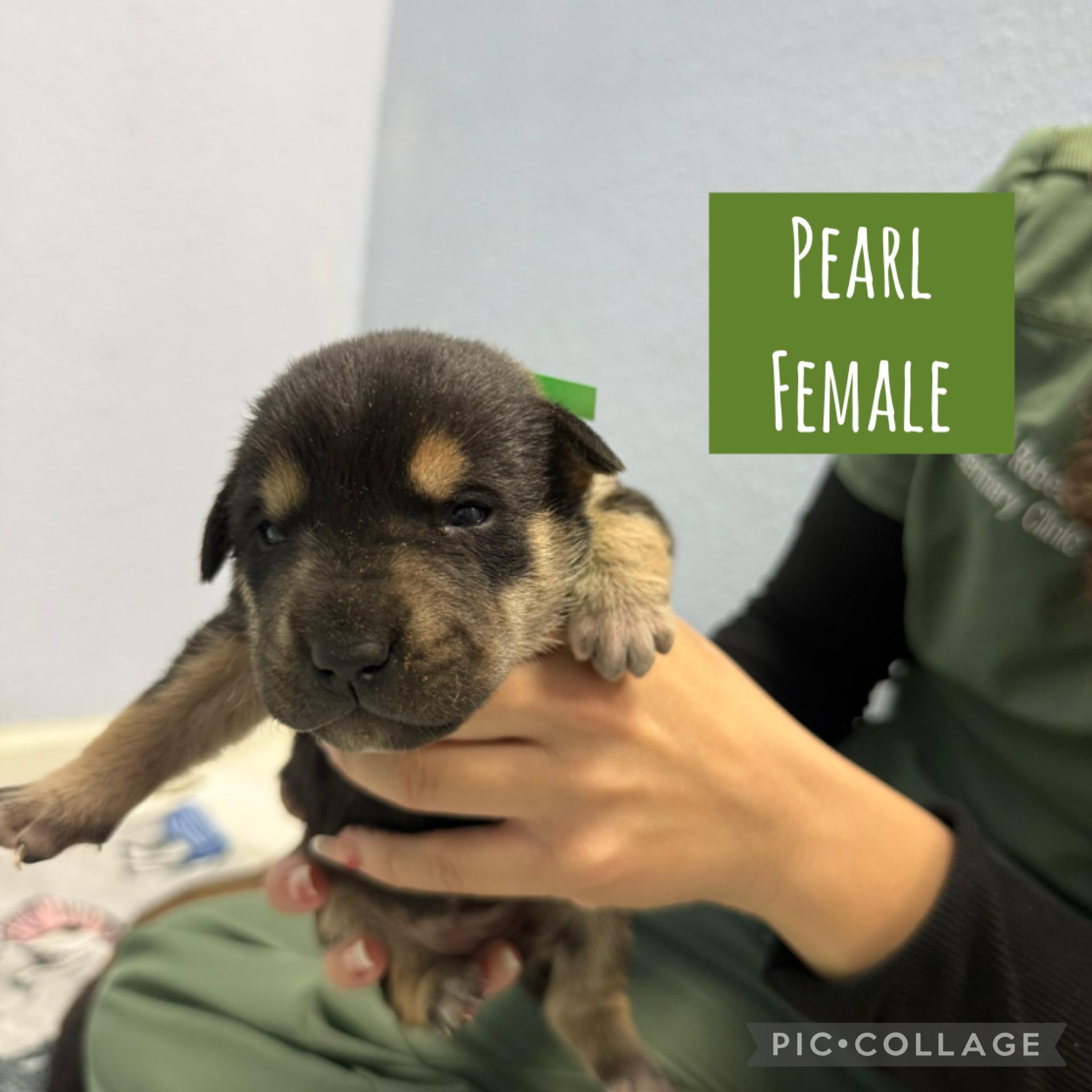 Meet the Gemstone Girls — Ready to go home mid-December!, an adoptable Mixed Breed in Houlton, ME, 04730 | Photo Image 5