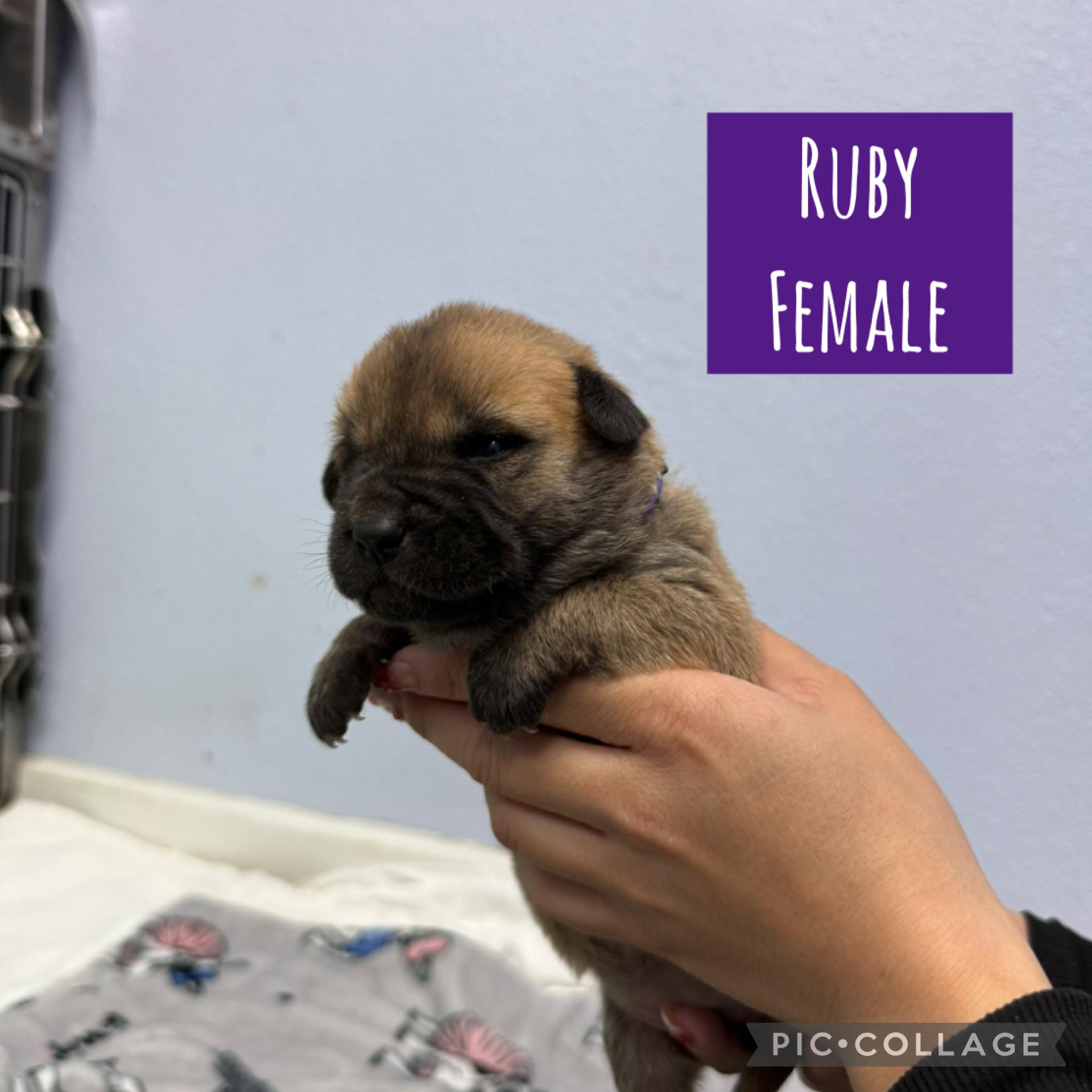 Meet the Gemstone Girls — Ready to go home mid-December!, an adoptable Mixed Breed in Houlton, ME, 04730 | Photo Image 2