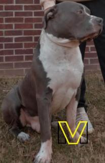 Dior (BQ), Adopted, Adult Male American Bully.