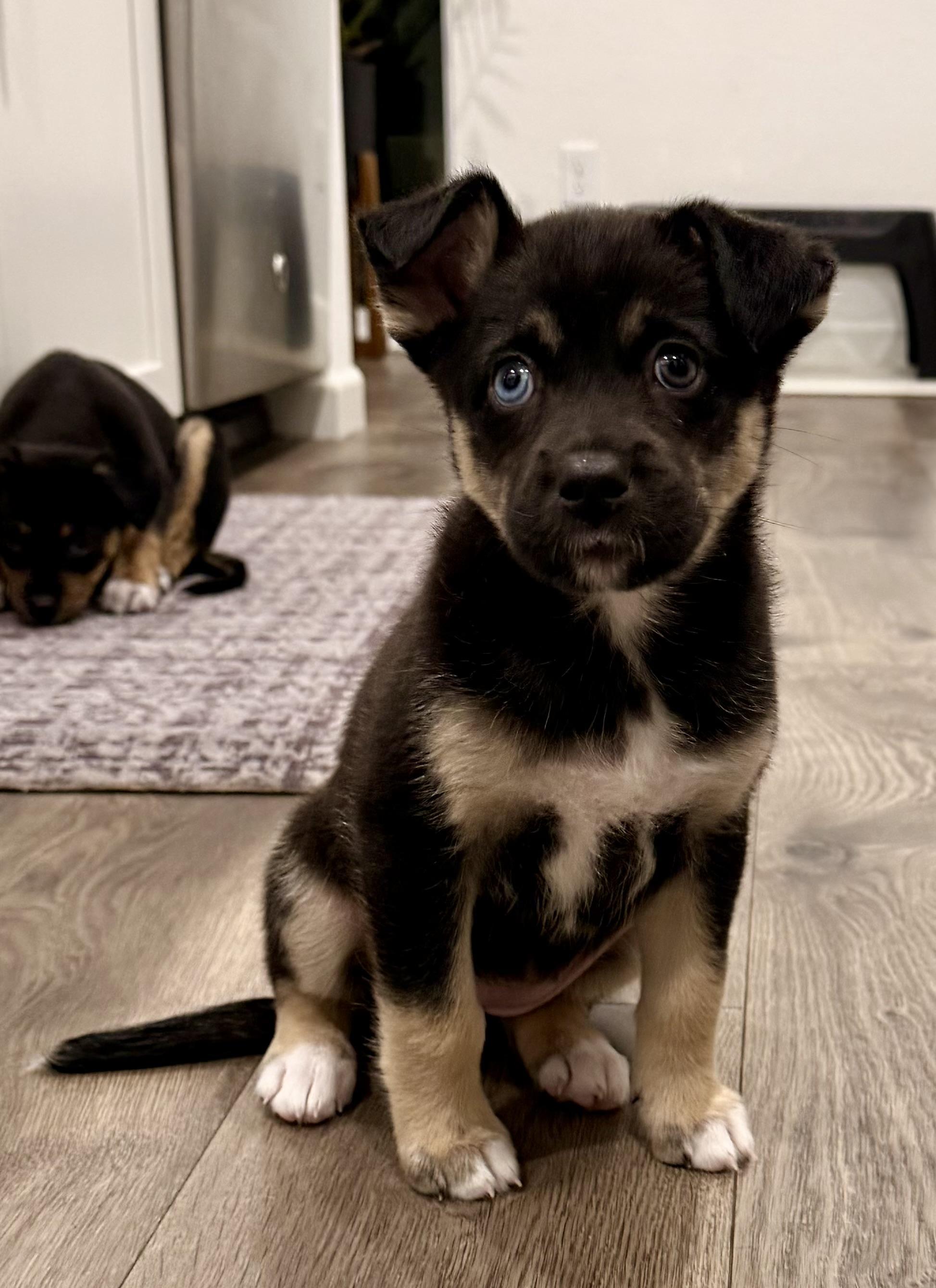 Enlarge Koda, a ADOPTABLE mixed breed in Penryn, CA image 1/1