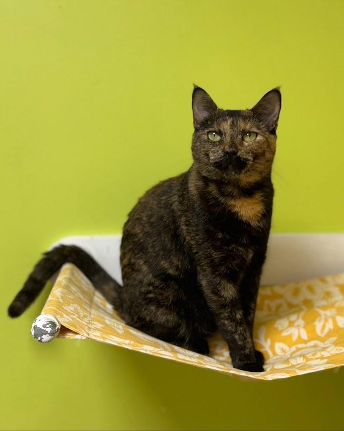 Athena, Adoptable, Young Female Domestic Short Hair.